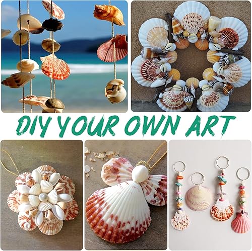 Miniatura 6 de Conchas marinas para manualidades, adornos de Navidad, 36 piezas, 1.5-2.3 pulgadas, conchas de mar colgantes para decoración, conchas de vieira