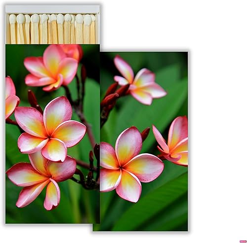 Miniatura 7 de Box & Bean Diseños de caja de cerillas de tu elección (4 diseños únicos de cajas con partidos de 4 pulgadas)  Decorativo y festivo para decoración