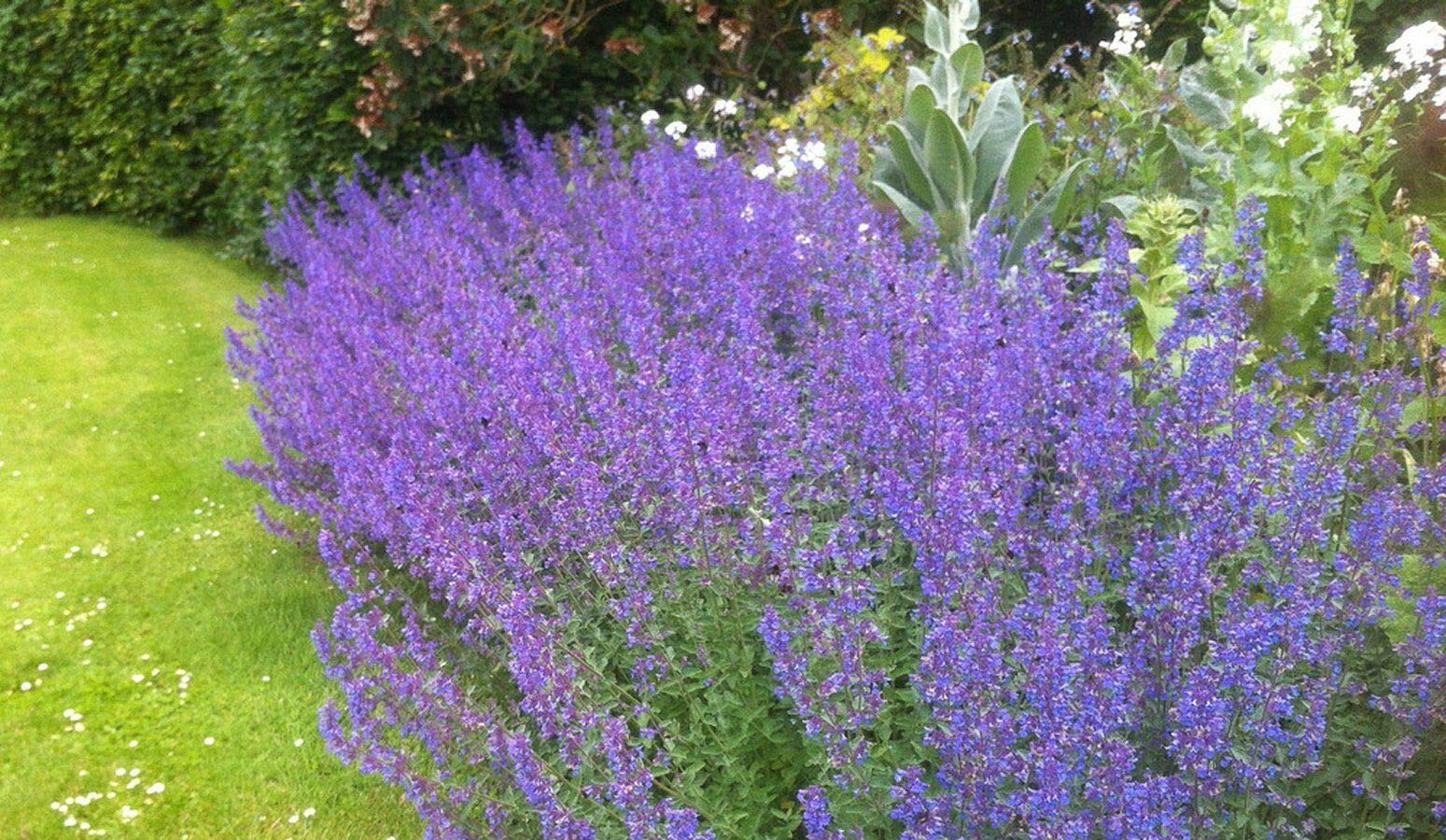 50 Seeds of Catmint (Nepeta Racemose)