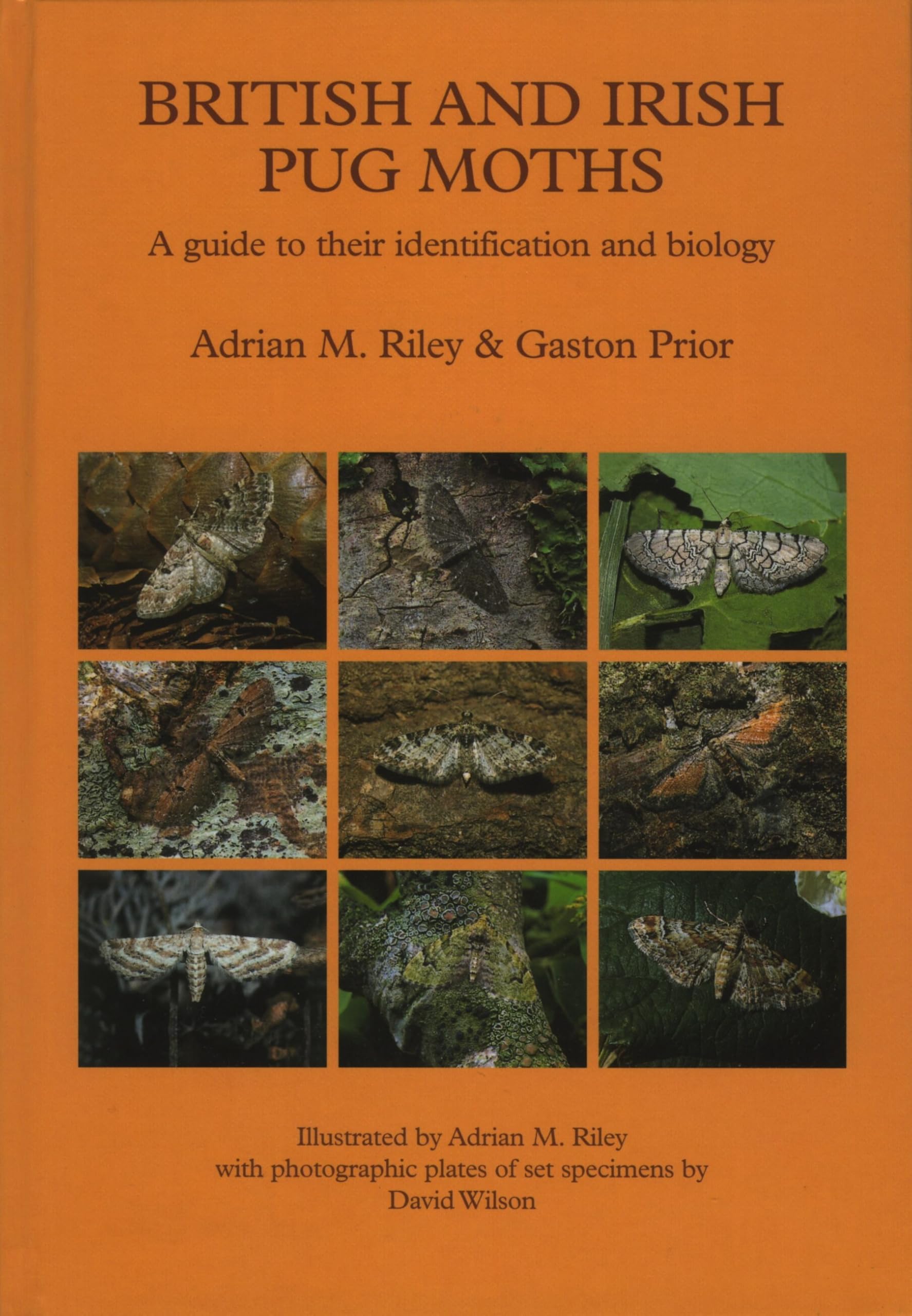 British and Irish Pug Moths - a Guide to their Identification and Biology