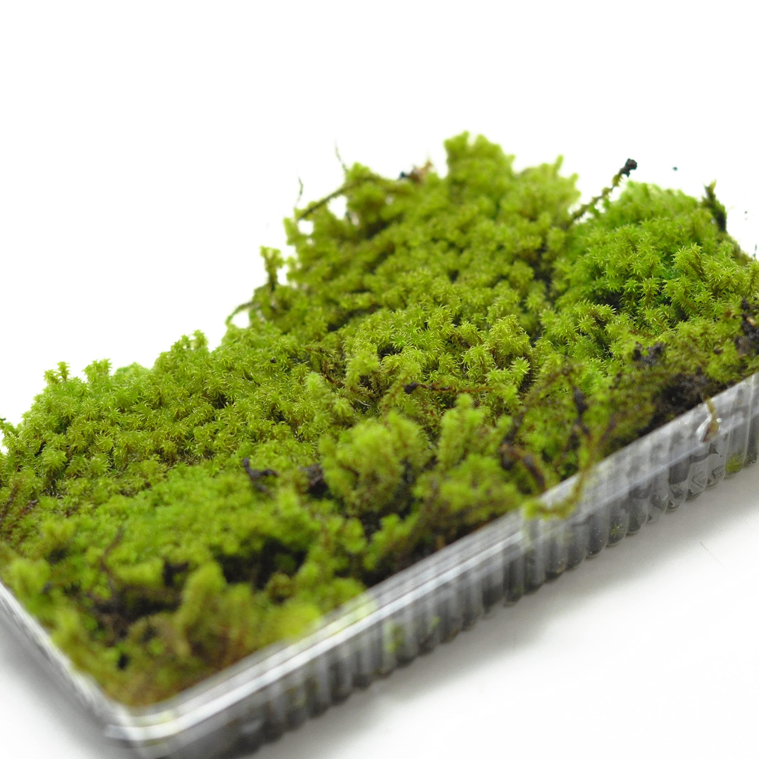 スナゴケ　20トレー　すな苔　苔リウム　庭苔 スナゴケ 20トレー すな苔 苔リウム 庭苔 苔テラリウムに不向き