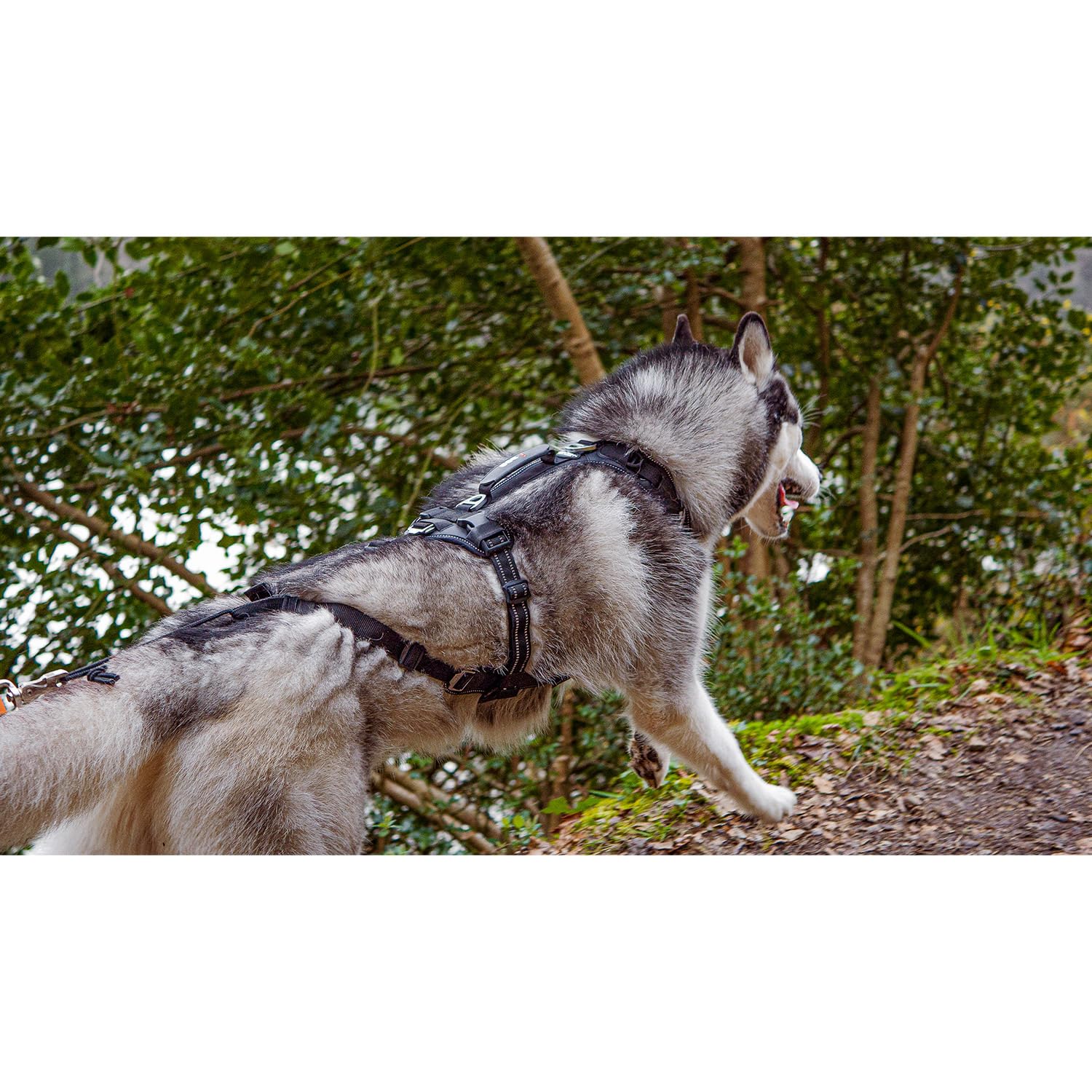 Harnais RAIDLIGHT I-DOG canicross, canirando, canitrail, canijogging, Noir (XS)