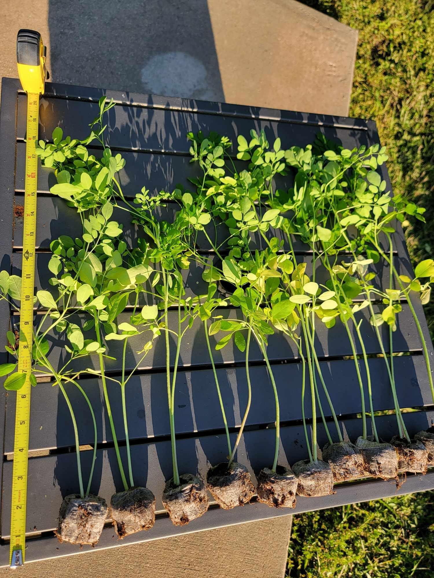 3 Moringa Plants with Free Moringa Seeds - Live Moringa Tree - Moringa Oleifera Plant - Moringa Tree - Drumstick Tree - Miracle Tree - Established Roots - Non-GMO - Organic - Moringa Plants - Herbs