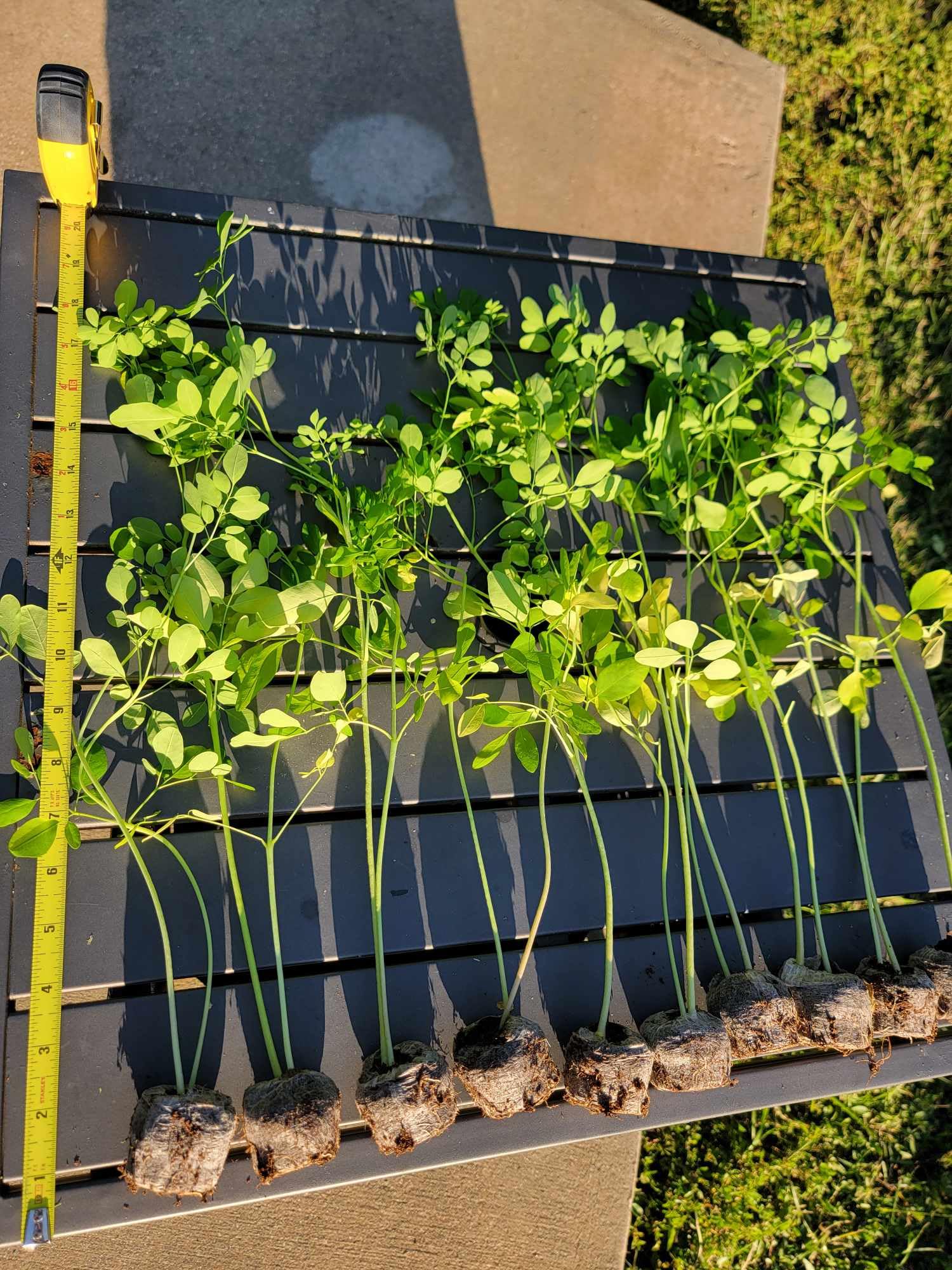 3 Moringa Plants with Free Moringa Seeds - Live Moringa Tree - Moringa Oleifera Plant - Moringa Tree - Drumstick Tree - Miracle Tree - Established Roots - Non-GMO - Organic - Moringa Plants - Herbs