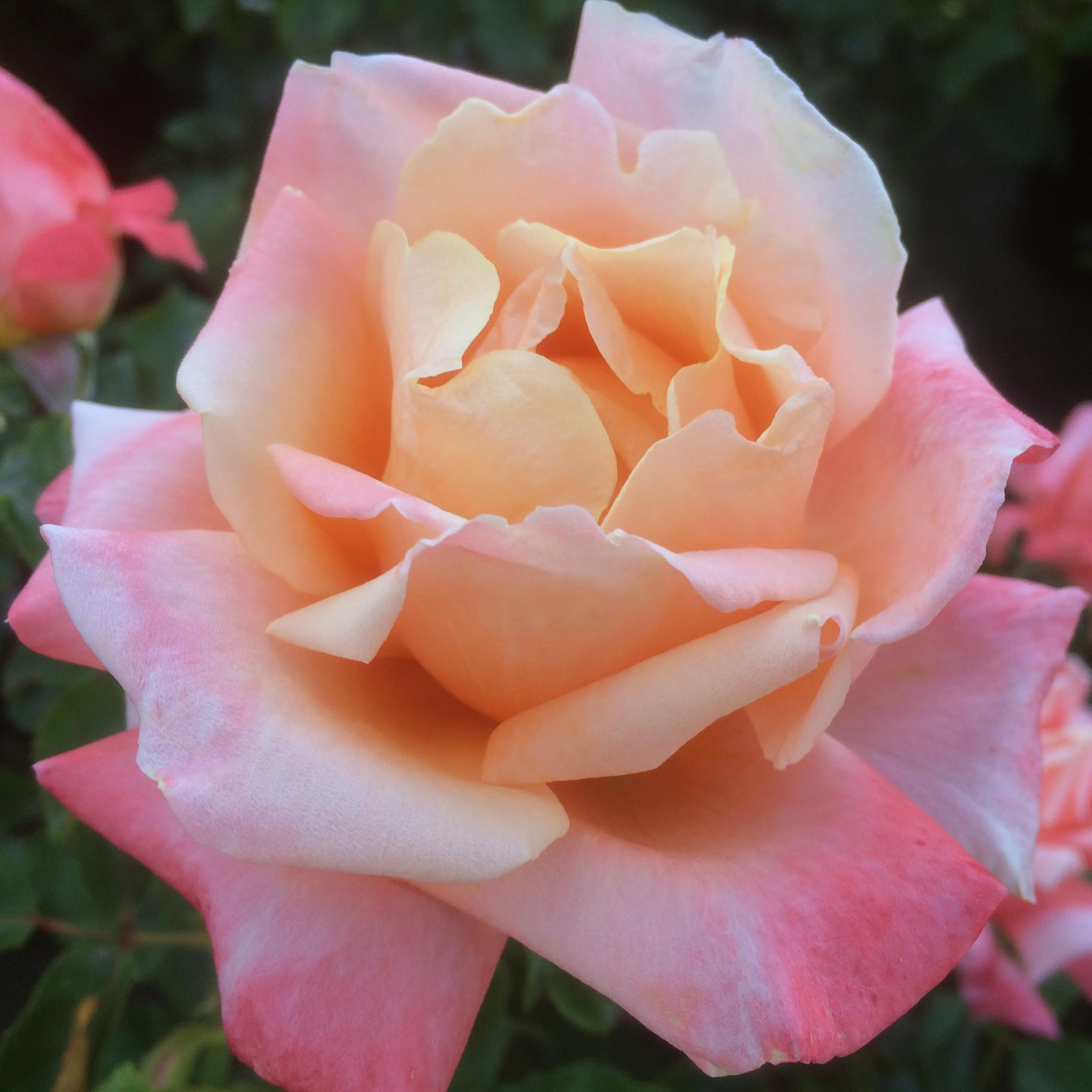 Wonderful Friend - 5.5lt Potted Hybrid Tea Garden Rose Bush - Apricot Pink Blooms, Fragrant, Repeat Flowering - Great Gift