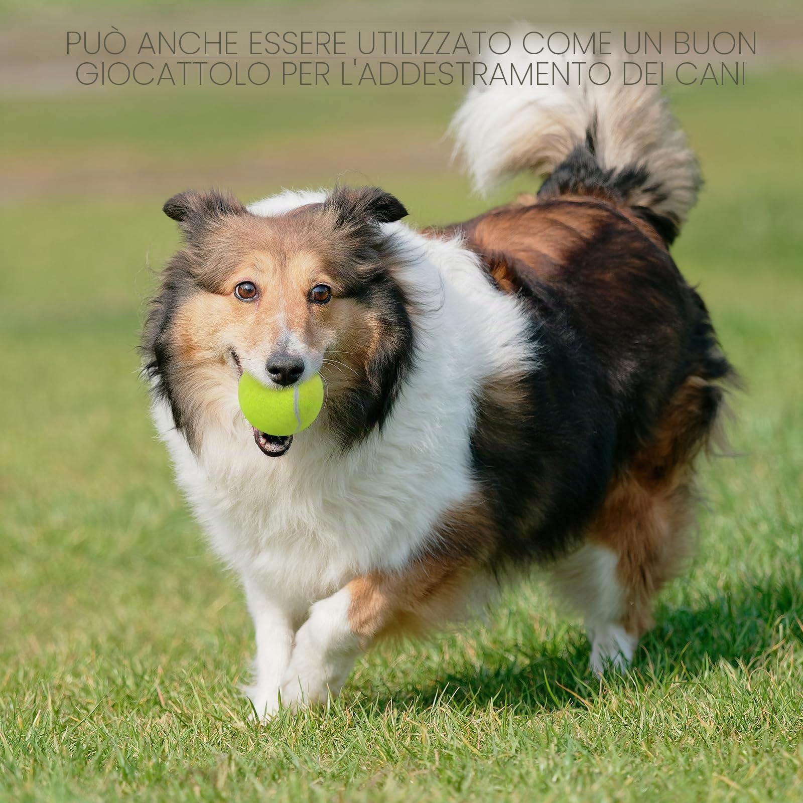 SHYUJAJIE Palline da tennis, confezione da 20 palline da tennis per allenamento, ad alta elasticità, per principianti, esercizio fisico per cani