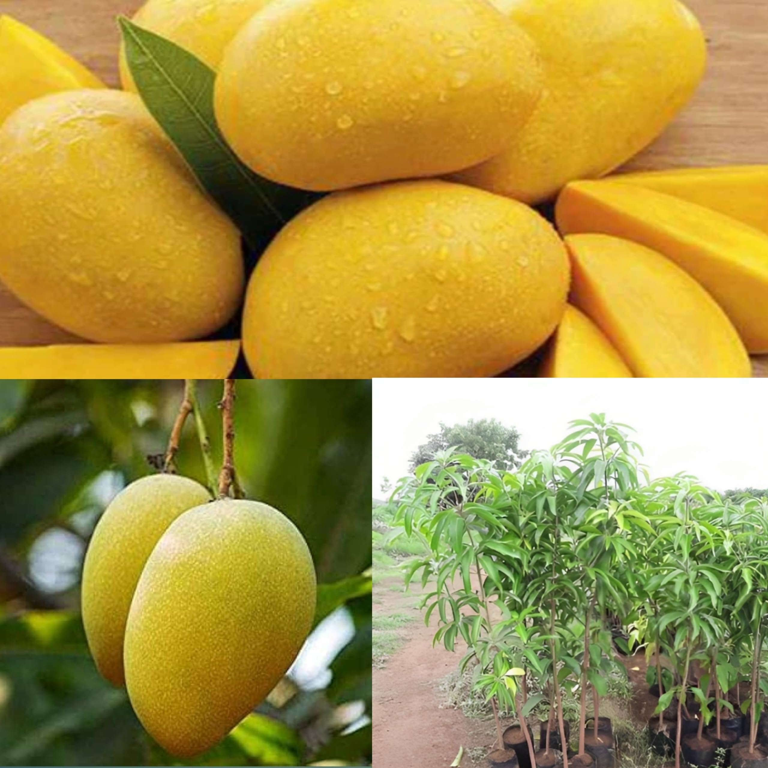 Pyanabi Combo 2 Jamadar Mango Plant Live Amba Fruit Plant Grafted Hybrid Mango"King Of Fruits" Mango Tree Live Plant For Home Garden