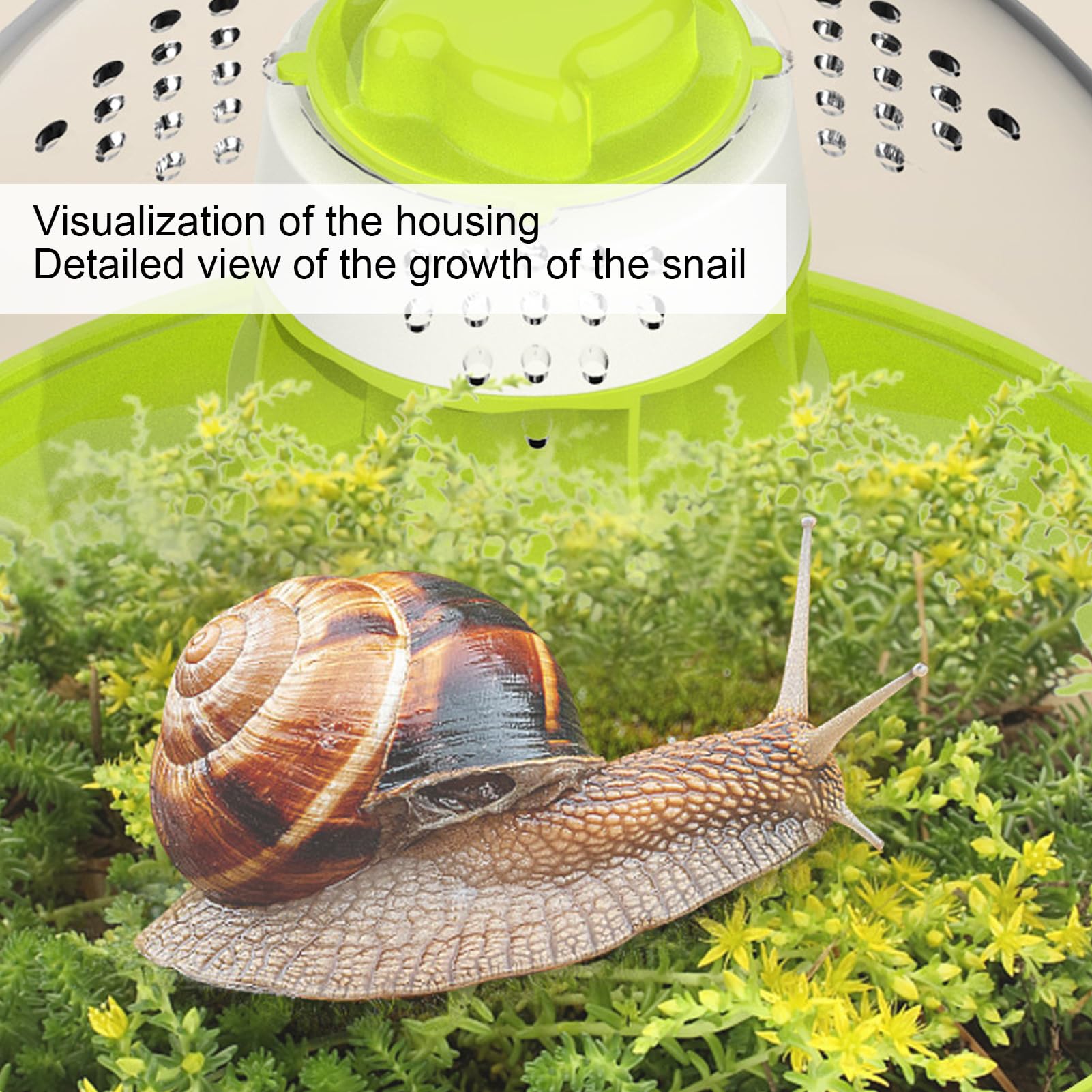 Boîte d'Observation d'Escargots Transparente, Matériel Pédagogique Scientifique pour Enfants, Conception Innovante, Cadeau Éducatif