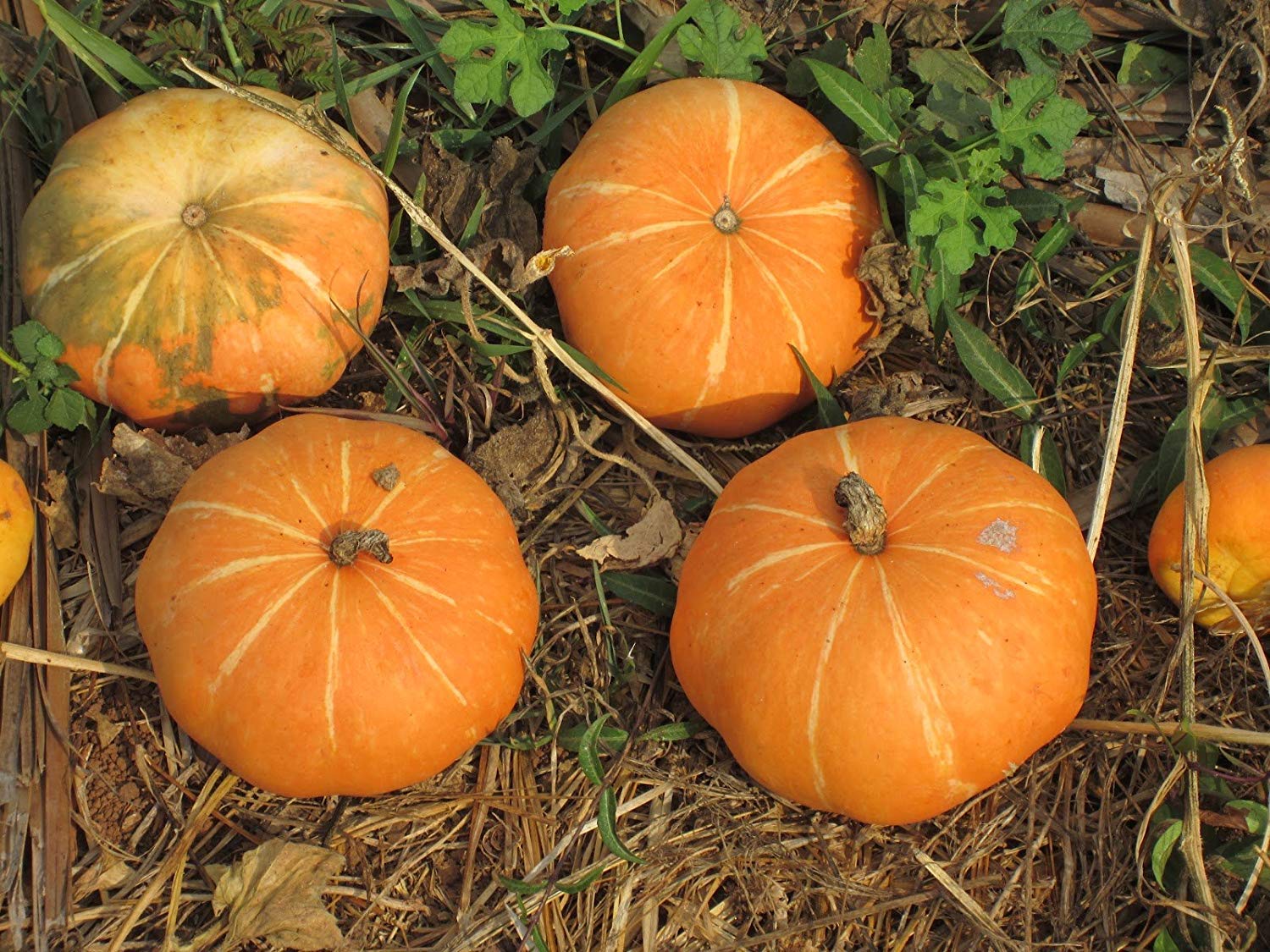 Golden Hills Farm Pumpkin Hybrid Surya Small Fruit (2-3 kg) -50 Seeds (B07N5NG92C) Amazon Price History, Amazon Price Tracker