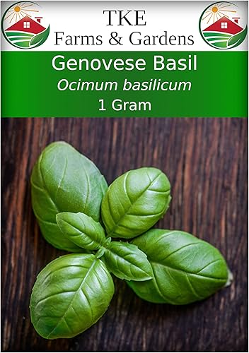TKE Farms & Gardens - Semillas de albahaca genovesa para plantar, 0.04 oz más de 600 semillas de reliquia, sin OMG, instrucciones incluidas, Ocimum