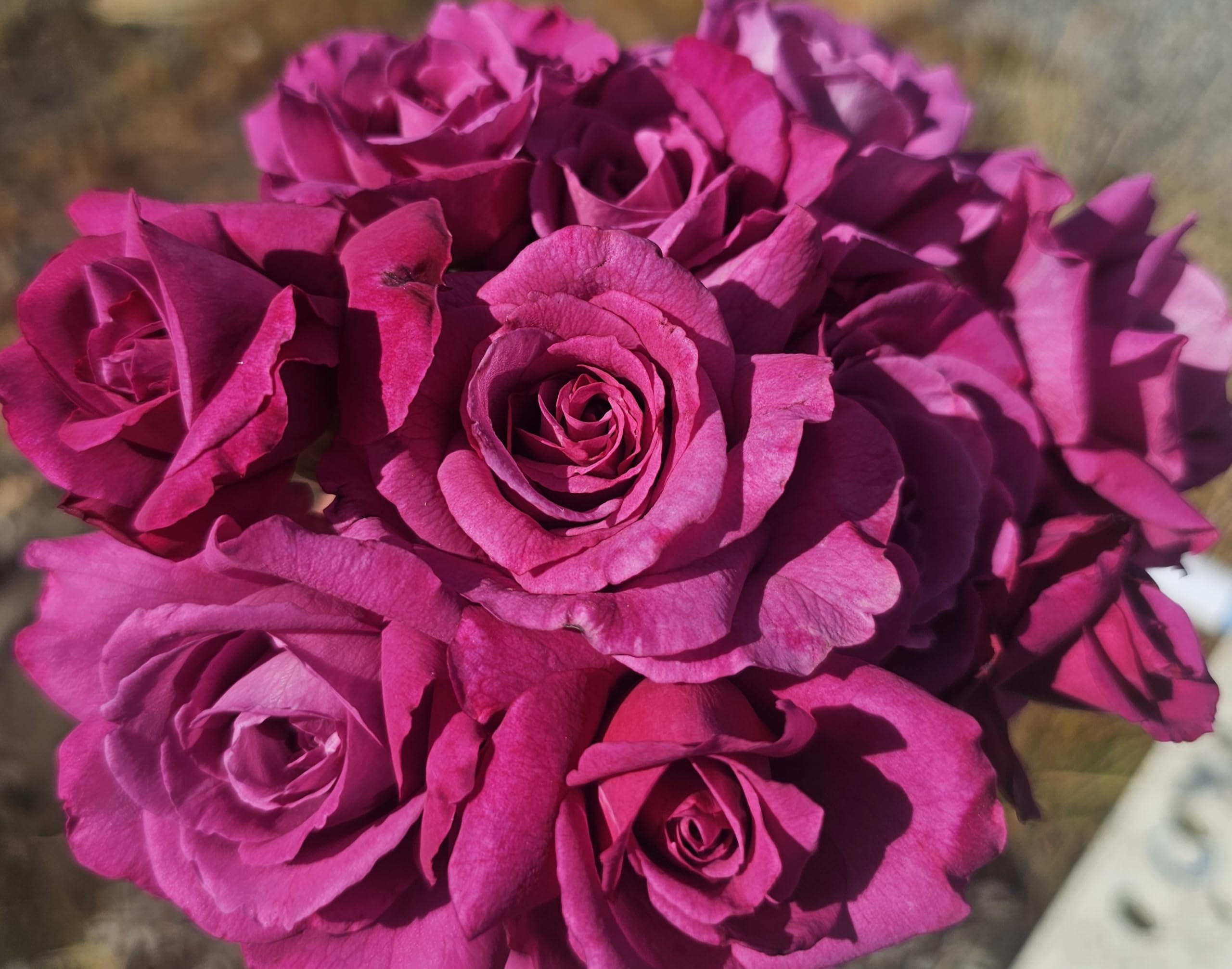Amazon.com : Melody Parfumee Lavender Rose Bush, Rose Bushes Ready