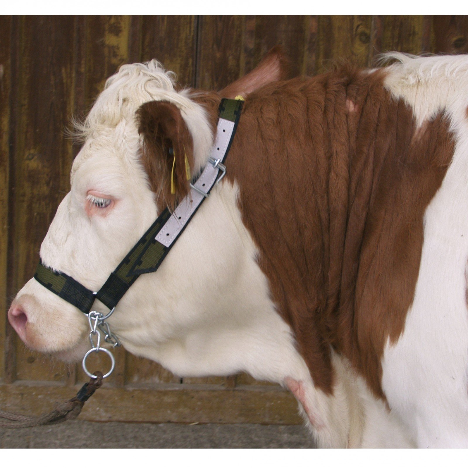 Kerbl Licol de vache avec chaîne de menton
