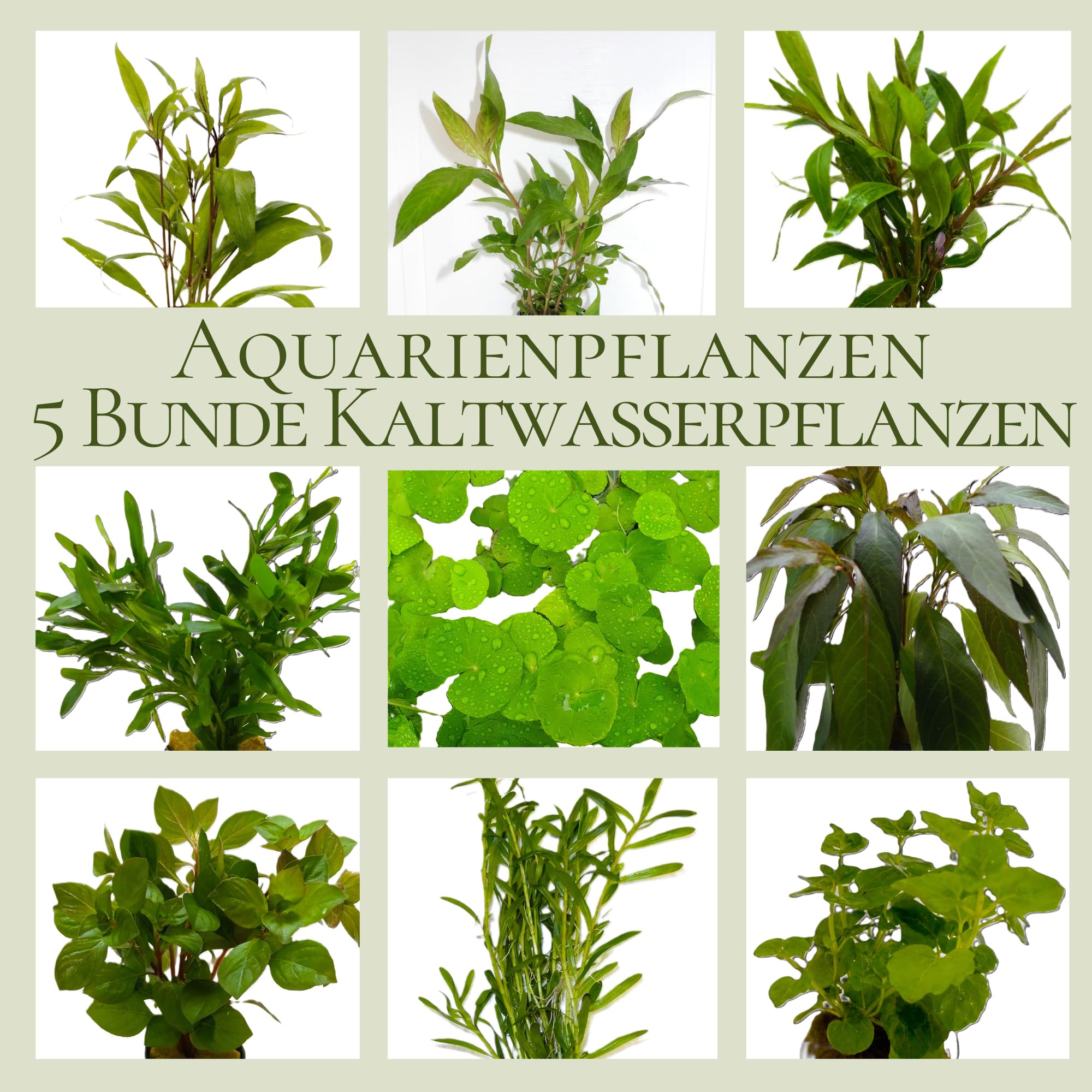 5 Bund Kaltwasser-Set Aquariumpflanzen – Frische Wasserpflanzen aus dem Gewächshaus