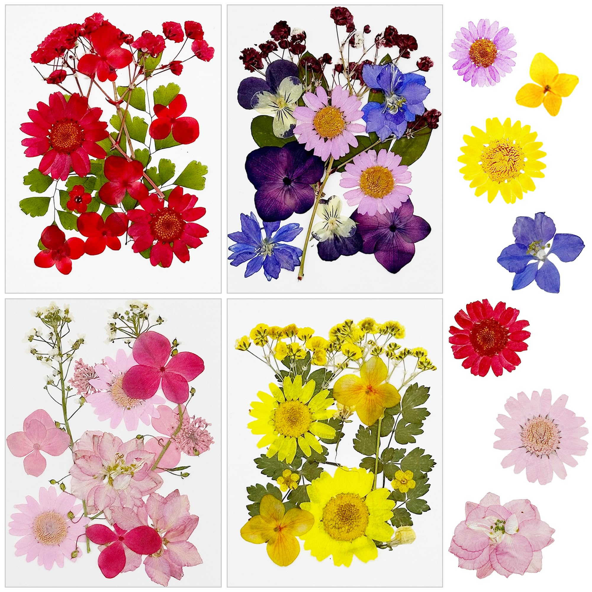 Cayway Naturalne suszone kwiaty prasowane do scrapbookingu, biżuterii z żywicy epoksydowej
