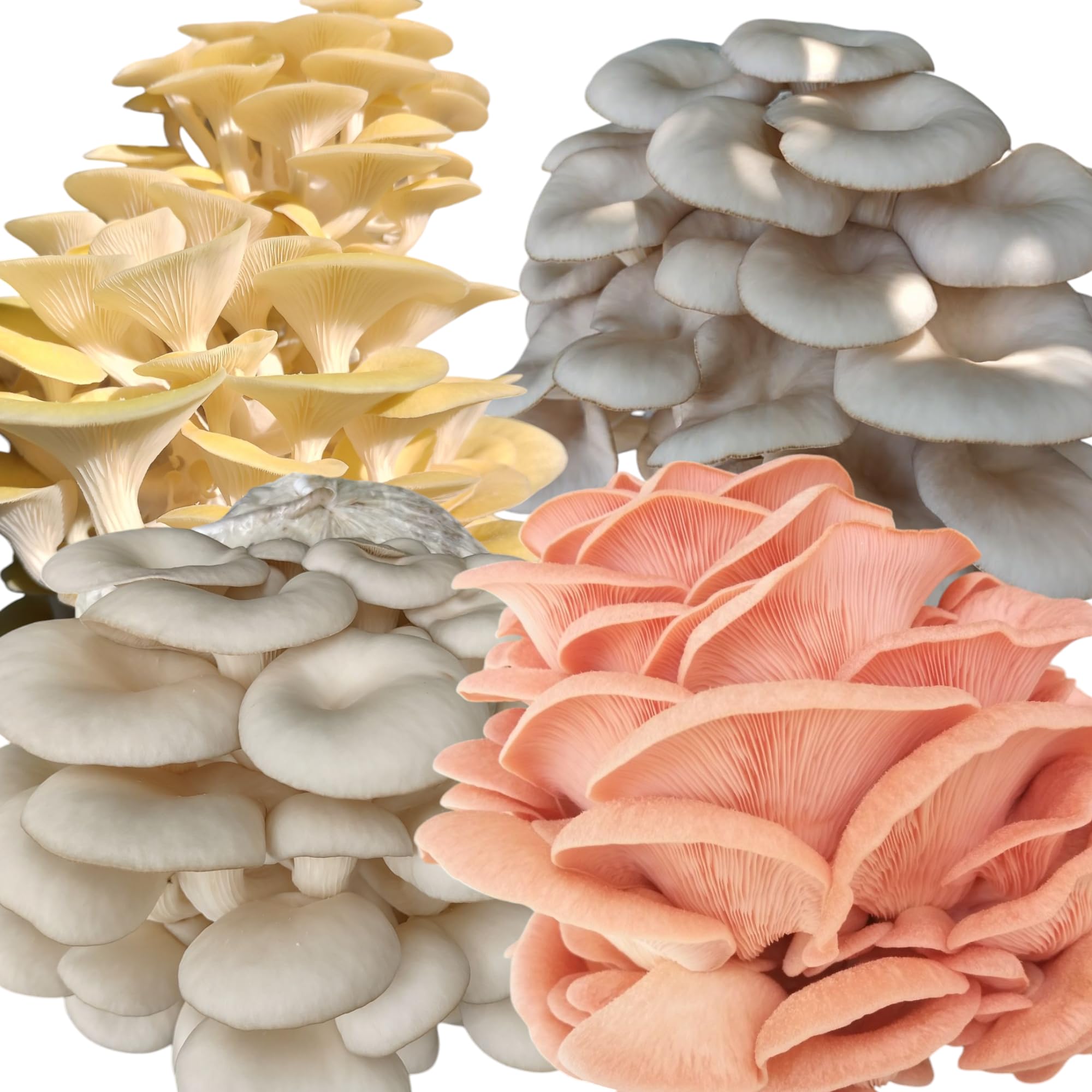 best all in one mushroom grow bag