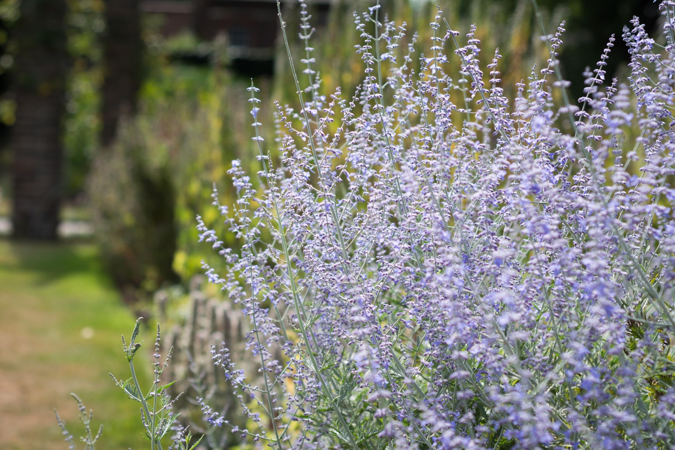 Stauden Gänge 3 x Perovskia atriplicifolia 'Blue Spire' (Gehölz/Winterhart/Mehrjährig/Bodendecker/Bienenfreundlich) Blauraute - Duftende Eleganz in sanften Blautönen - toller Duft