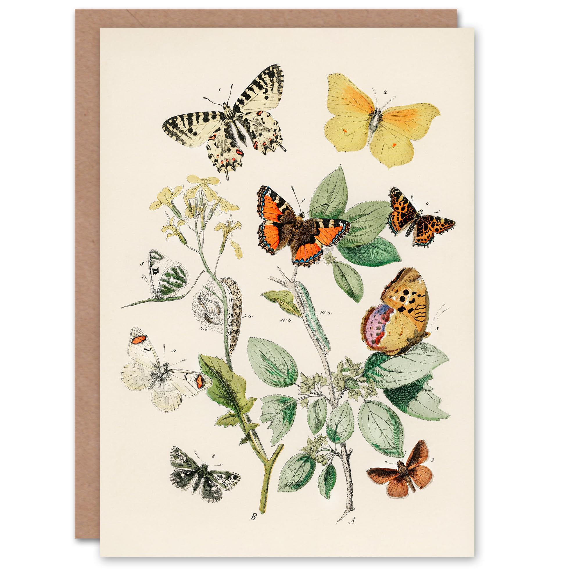 Artery8 William Forsell Kirby Art Card Butterflies Moths Caterpillars