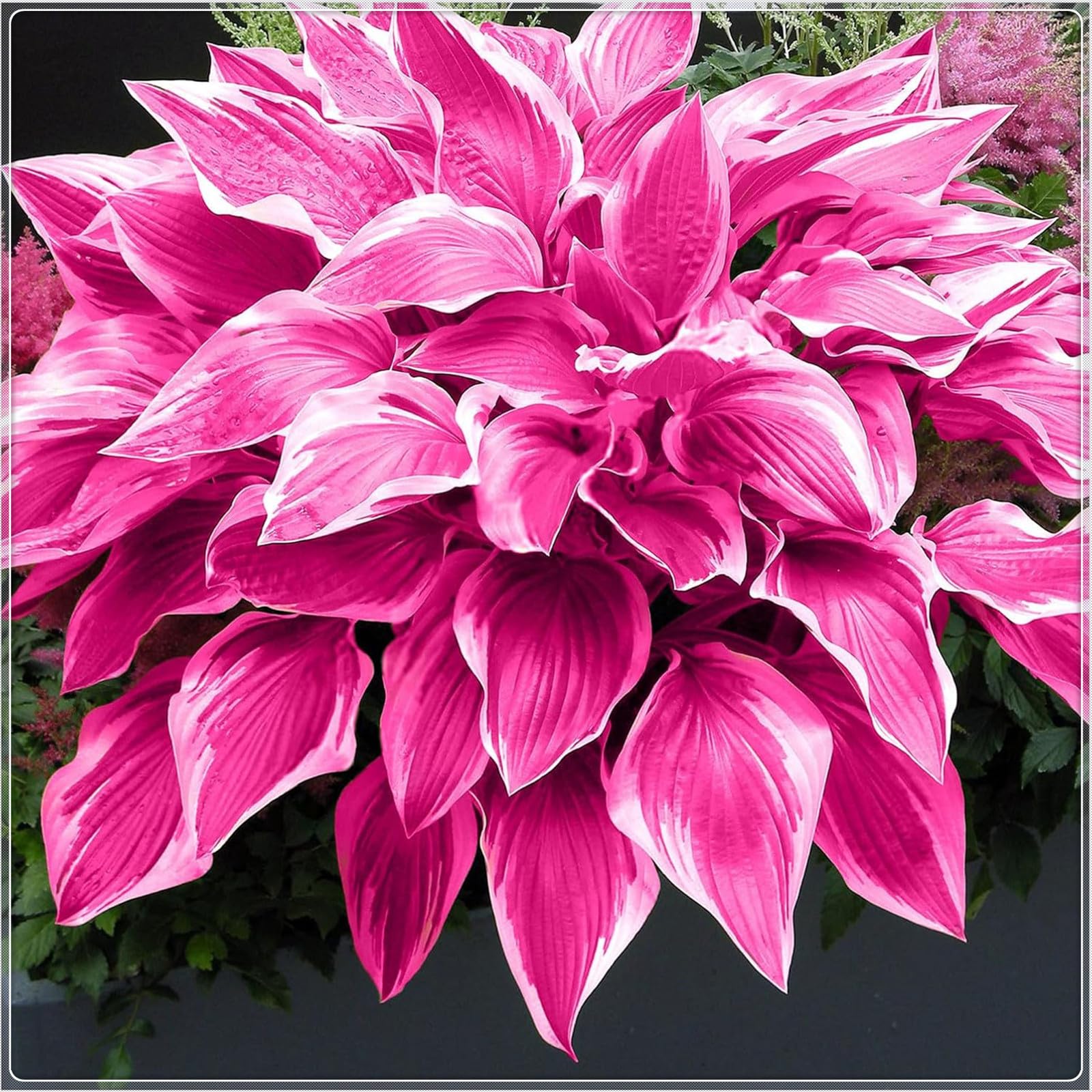 Excellent Display, Easy to Plant, Wedding Flowers, Greening Flower,Hosta Rhizome，Flowering Rhizome,Hostas for Planting, Indoor or Outdoor-8 Bulbs-G