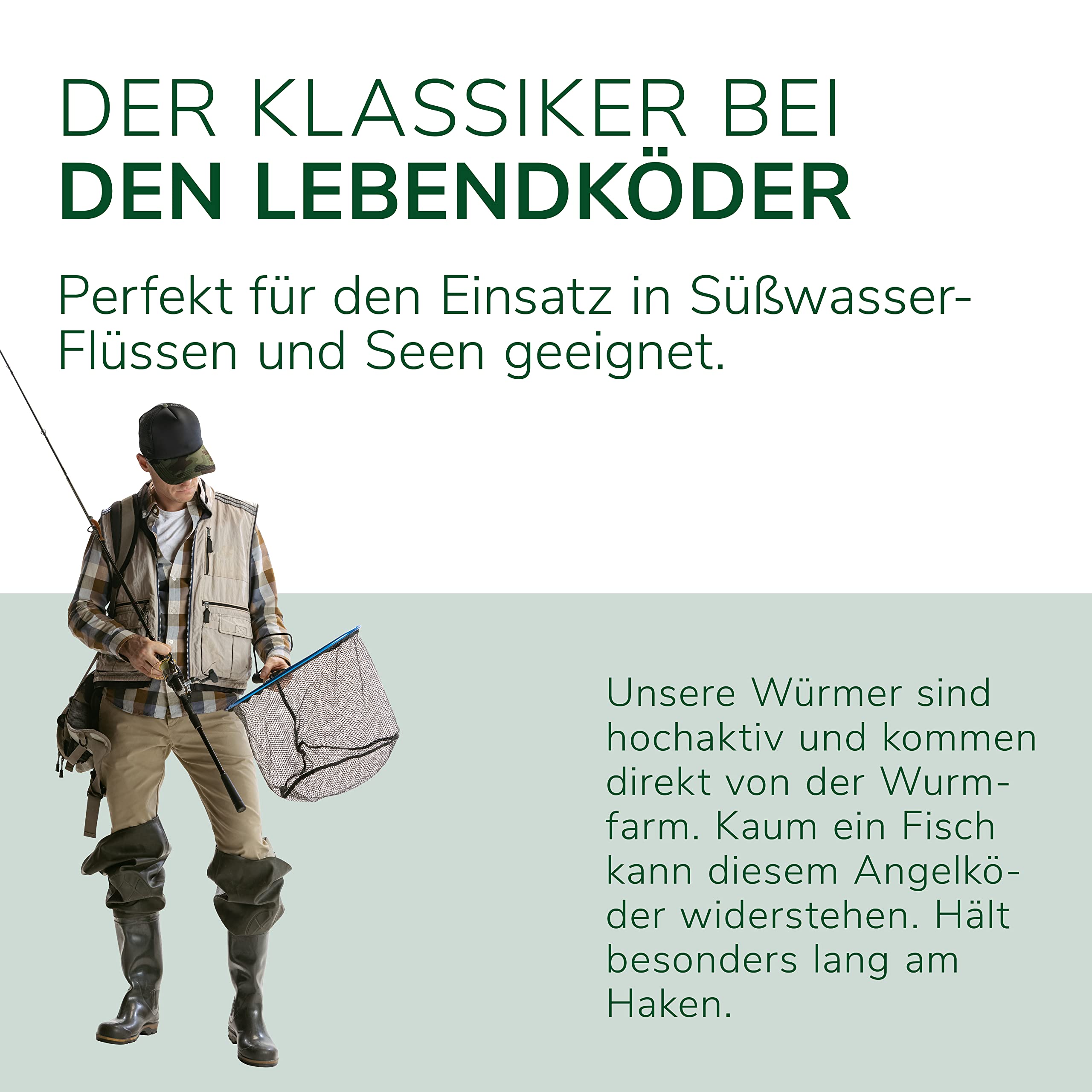 Natursache Tauwürmer lebend/Box I Lebender Angelköder für Wels, Forelle, Lachs, Aal, Zander, Hecht, Karpfen & alle Anderen Arten von großen Weißfischen I Ideales Zubehör für Angler