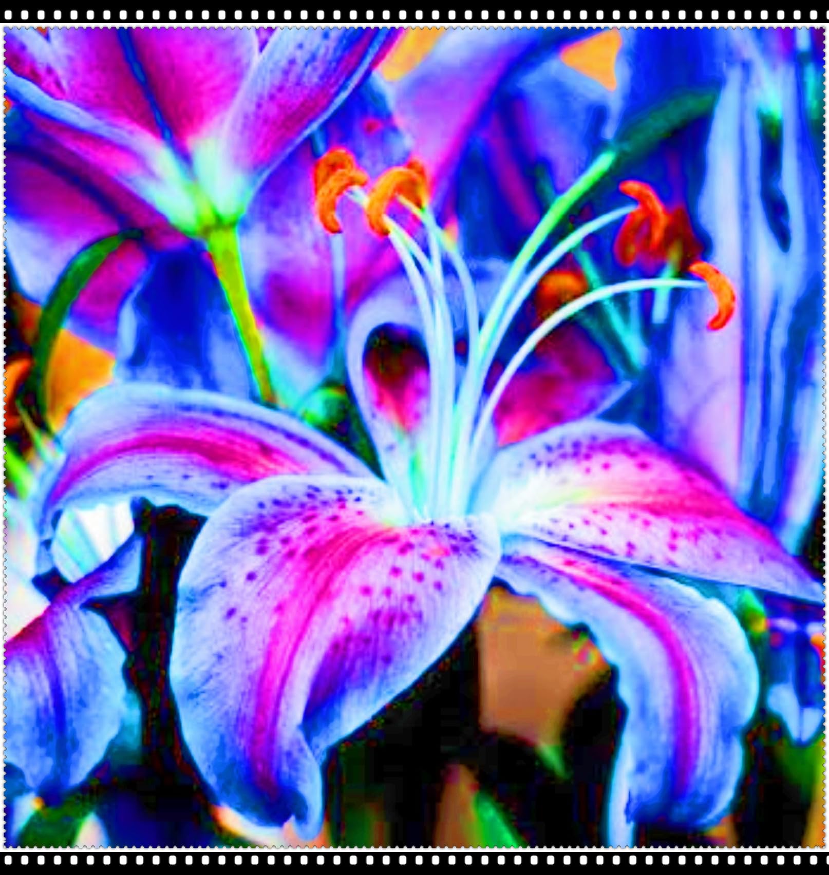 Lily Bulbs UK/Hardy Perennial/Garden Flowers/Wedding Flowers/Plant Bulbs-4bulbs-b