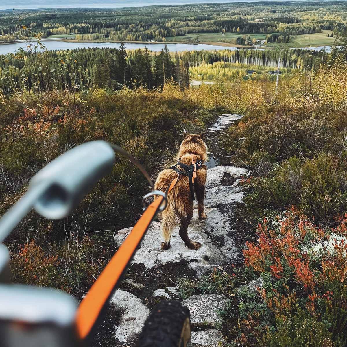 Antena de Bicicleta sin parar para Perros