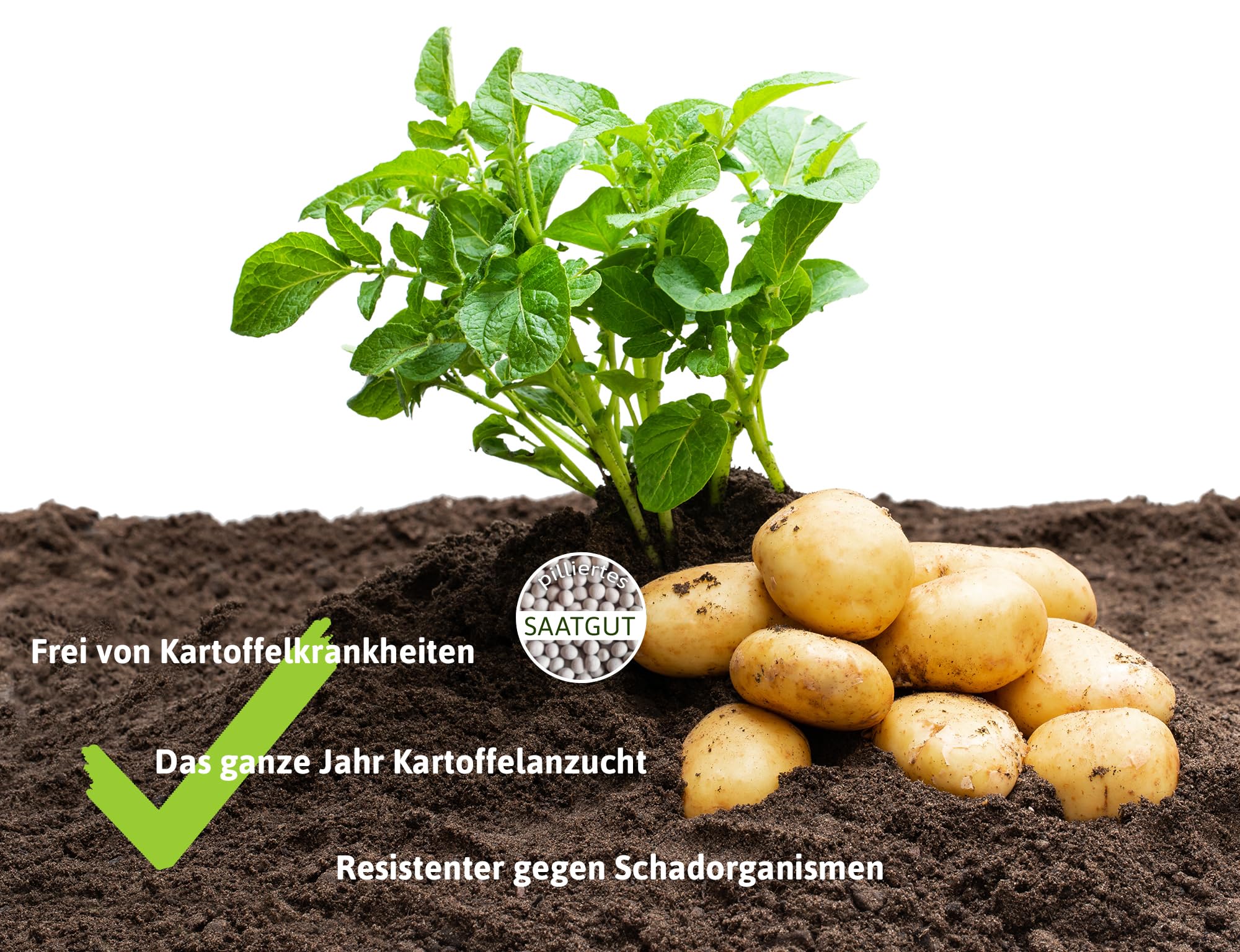 FLORTUS Anzuchtset Kartoffeln mit Kräutertopf Harry Herbs grau | Pillensaat Oliver F1 & Mini Gewächshaus mit Bewässerungssystem | Alternative zu Pflanzkartoffeln