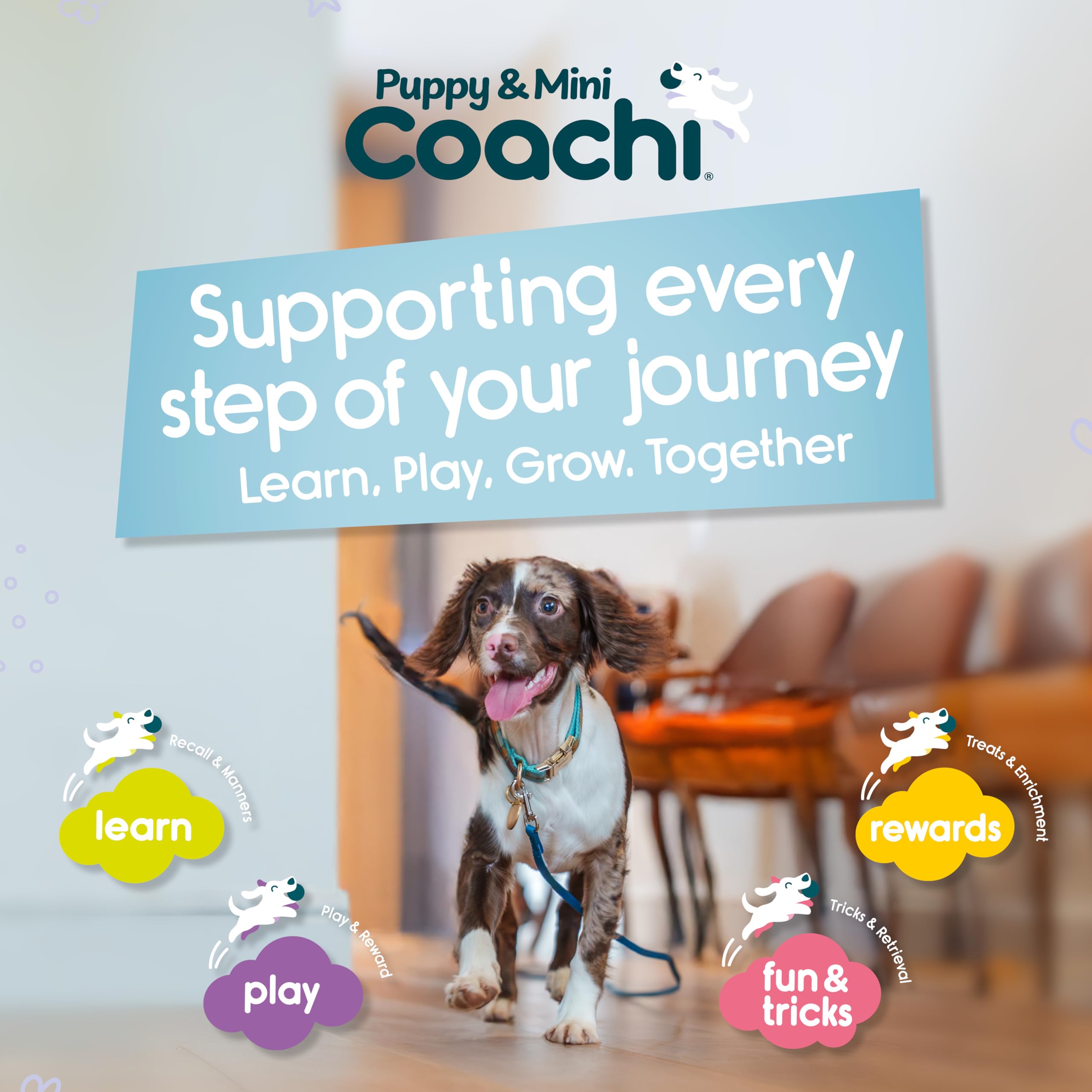 Coachi Puppy & Mini Tuggi Spider - świetne do przeciągania i zabawy, mocna zabawka dla psa, rozciągliwy uchwyt bungee, trening nagród, przywoływania, zwinności. Odpowiednie dla szczeniąt i małych psów