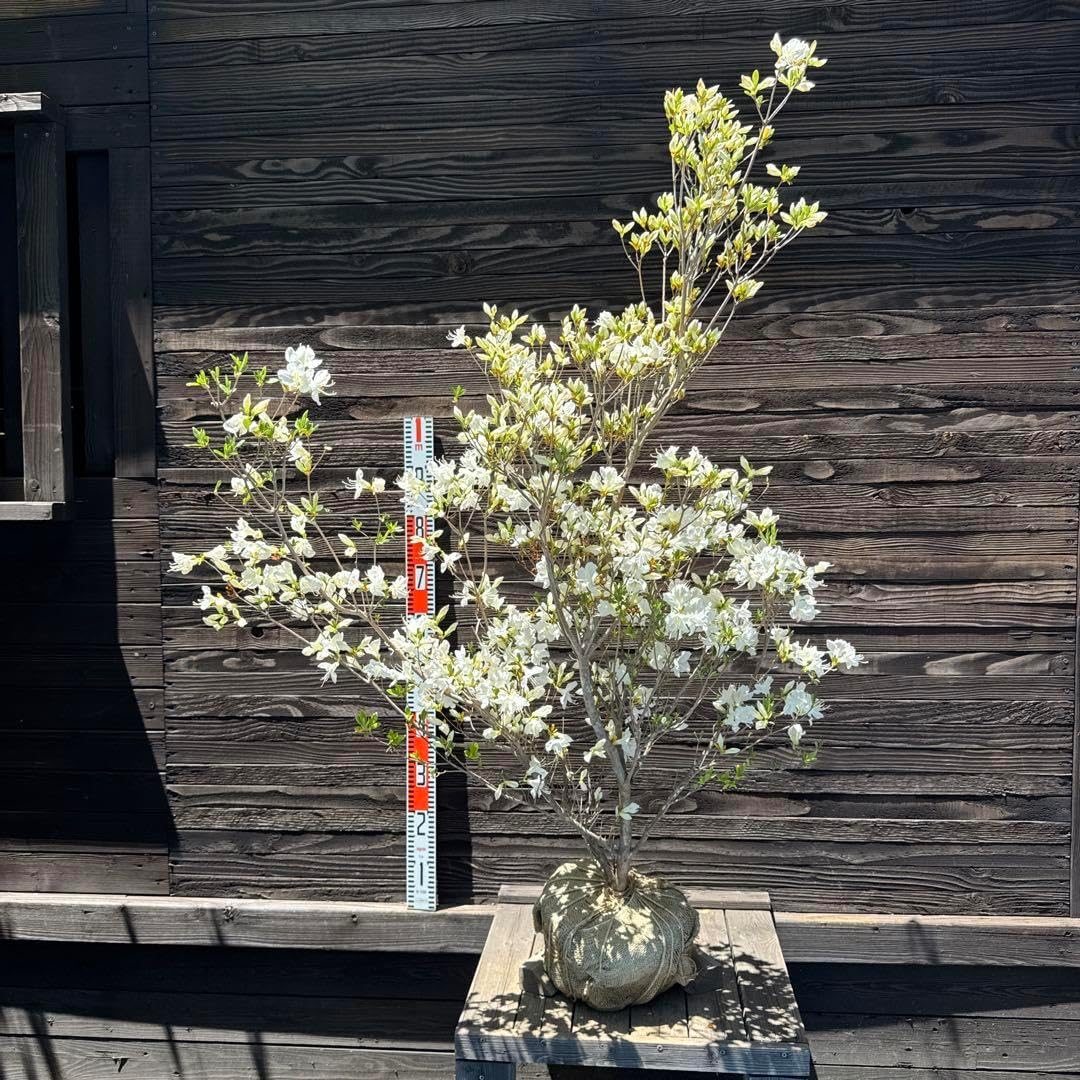 ヤマツツジ 苗木 庭木 植木 ヤマツツジ苗 | 自然生活