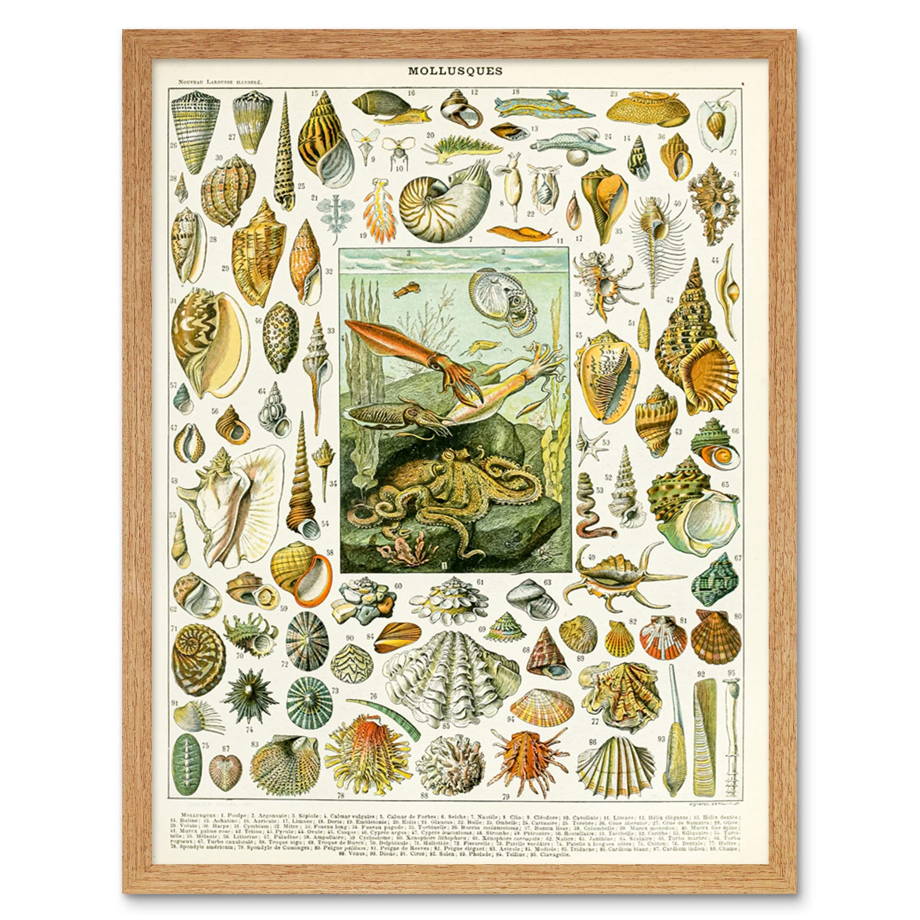 Artery8 Millot Encyclopedia Page Molluscs Shells Art Print Framed Poster Wall Decor 12x16 inch
