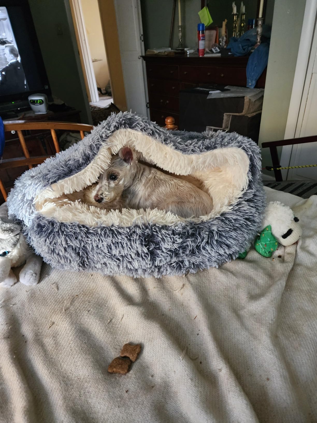 Pet Cave Beds for Dogs​, Cozy Cave Cat Bed​ photo review