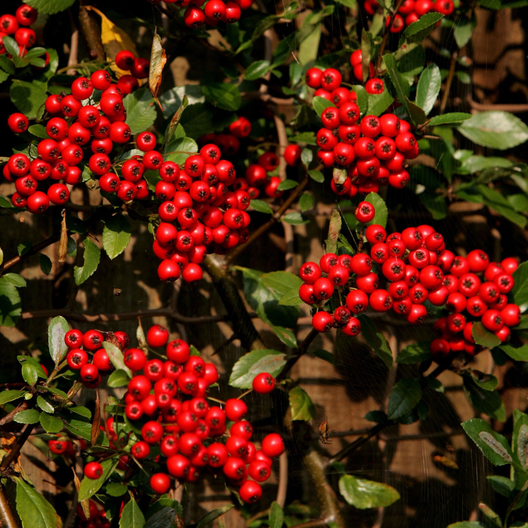 GardenersDream Red Firethorn Pyracantha Hedging Plant - Colourful Evergreen Outdoor Plant - Flowering Shrub for Walls and Fences - Fast Growing Red Column Plants (2 Litre Pot, 60-80cm)