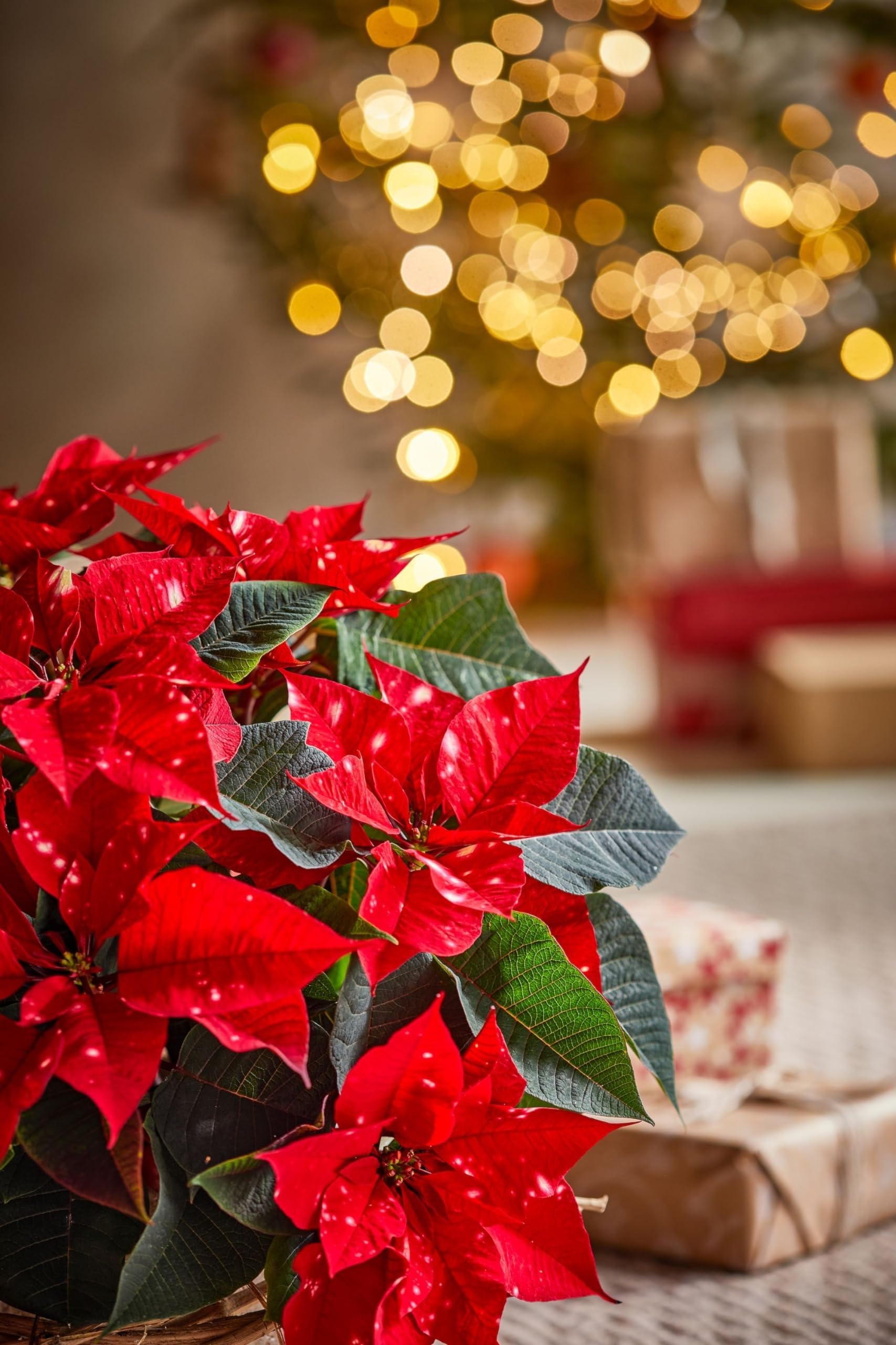 Green view®Poinsettia Plant (Christmas Flower) Indoor Decorative Live Plant  This plant Can Decorate Your Home Very Beautifully : Amazon.in: Garden &  Outdoors