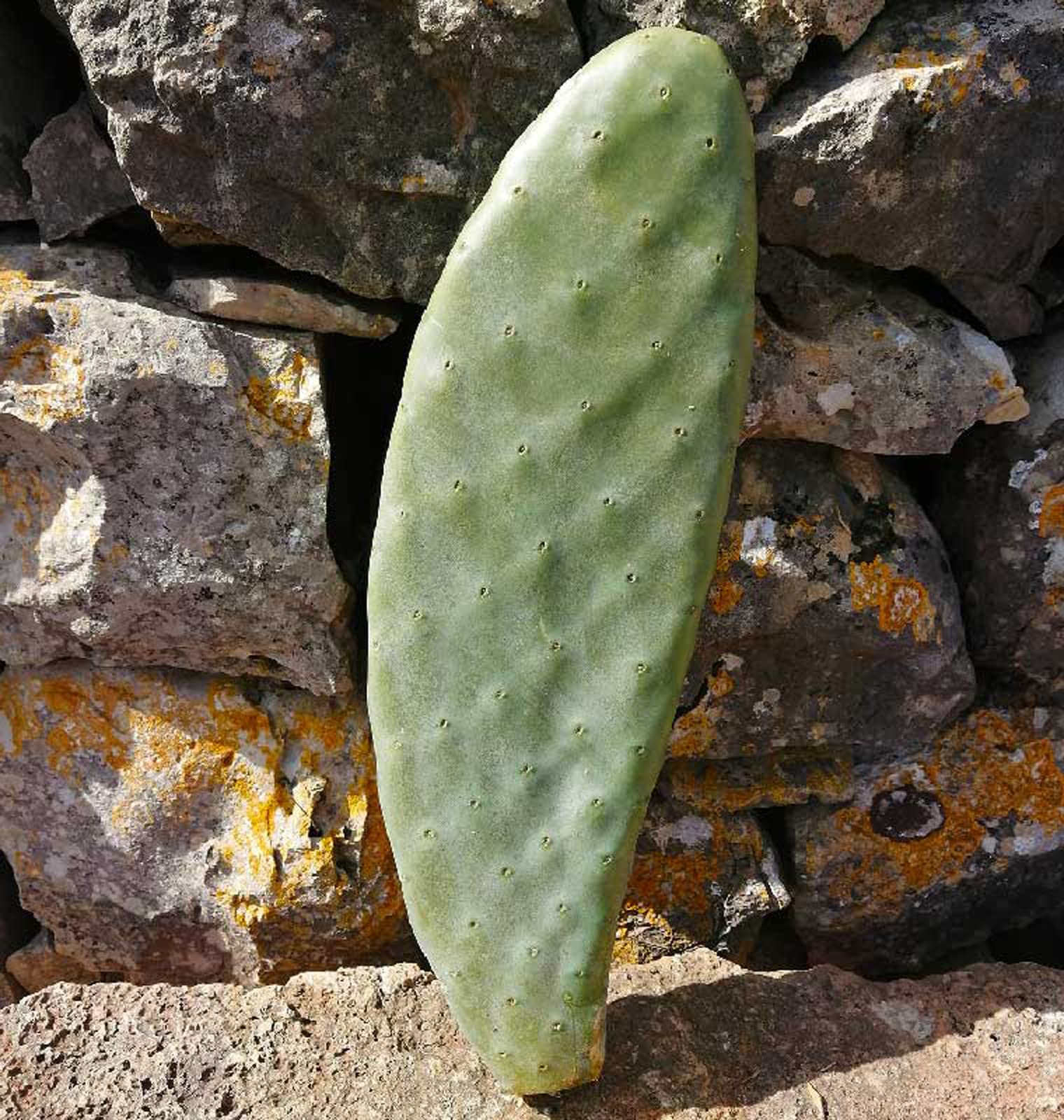 3pcs Bouture Figue de barbarie SANS épines - OPUNTIA SANTAMARIA - fruits blancs