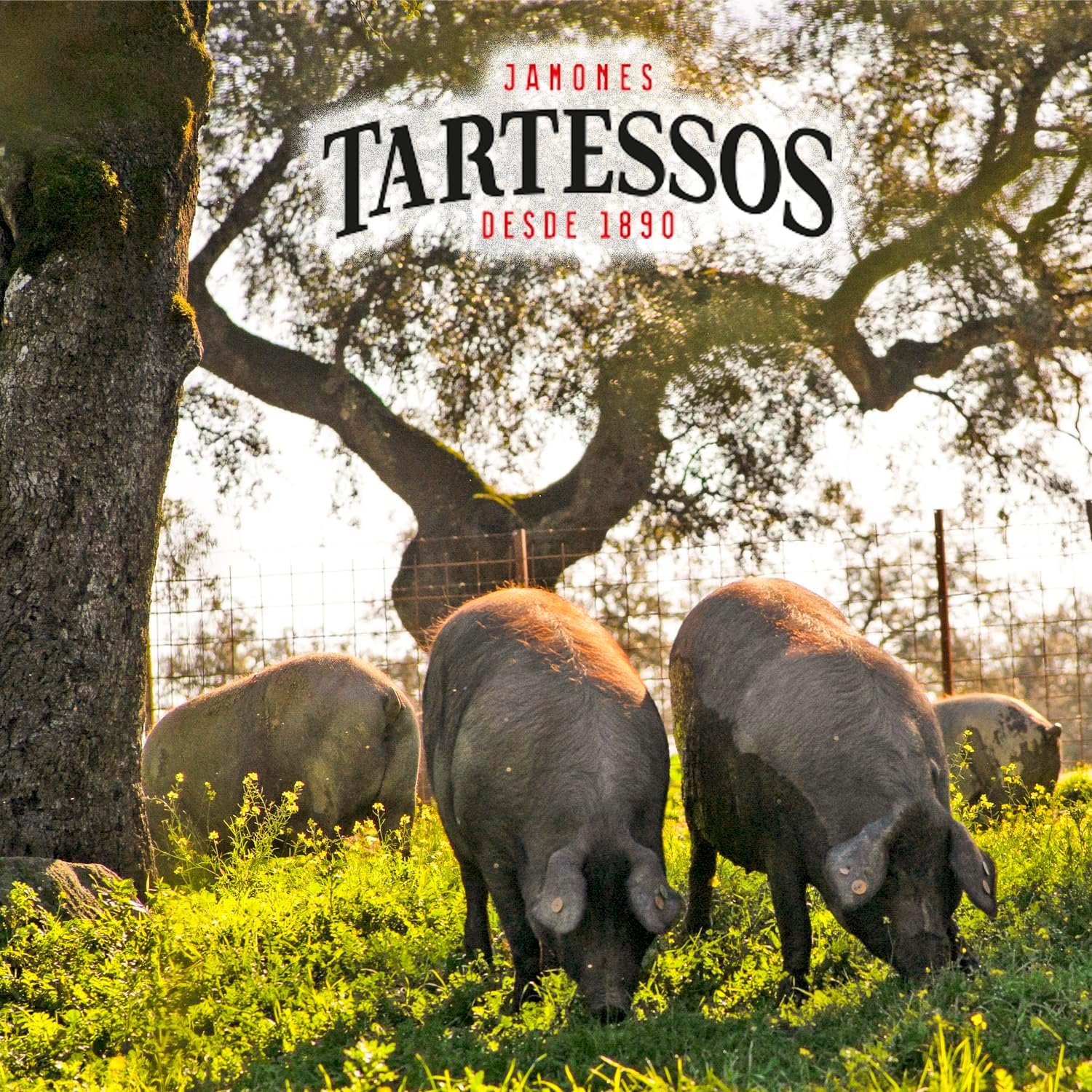 Paleta de Jamón de Bellota 100% Ibérica D.O.P Jabugo Tartessos I Pieza Entera I Curación Natural I 5–5,5 kg