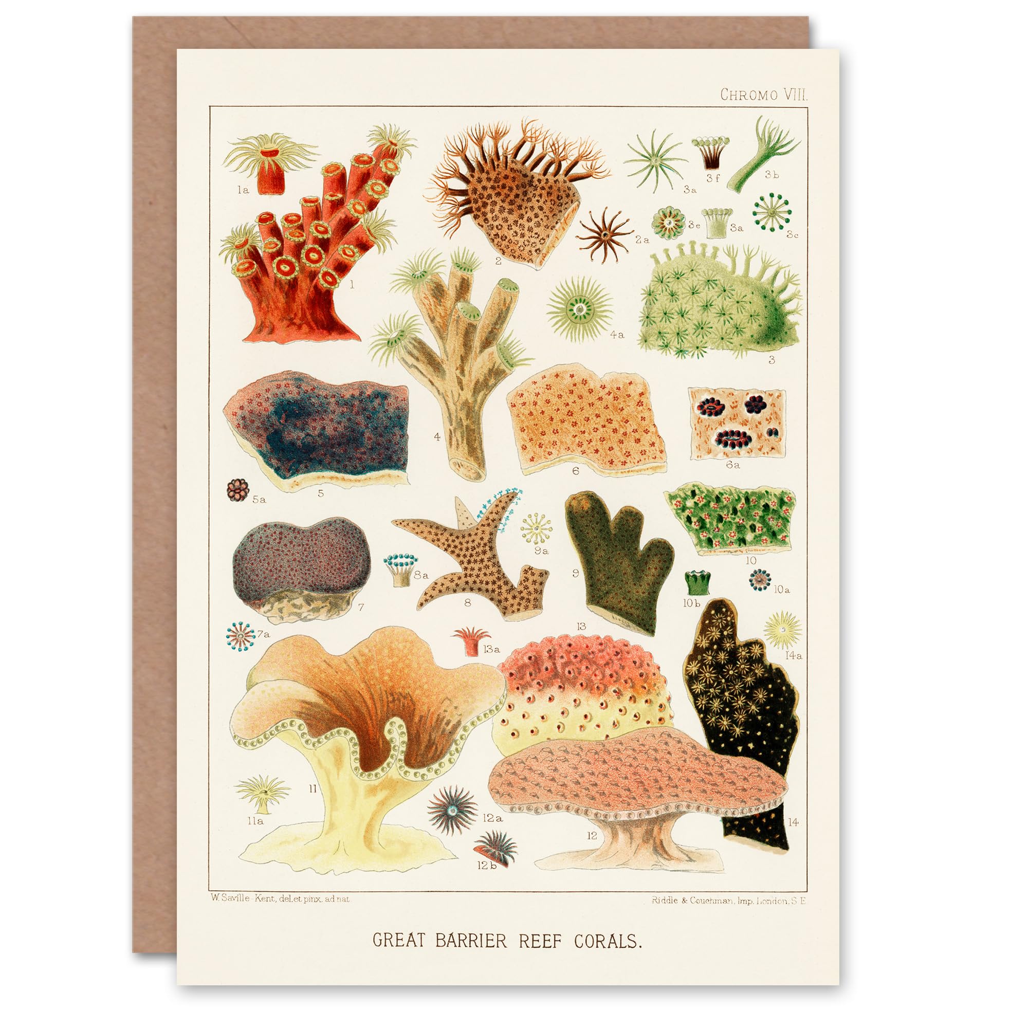 Artery8 William Saville Kent Art Card Great Barrier Reef Corals Illustration