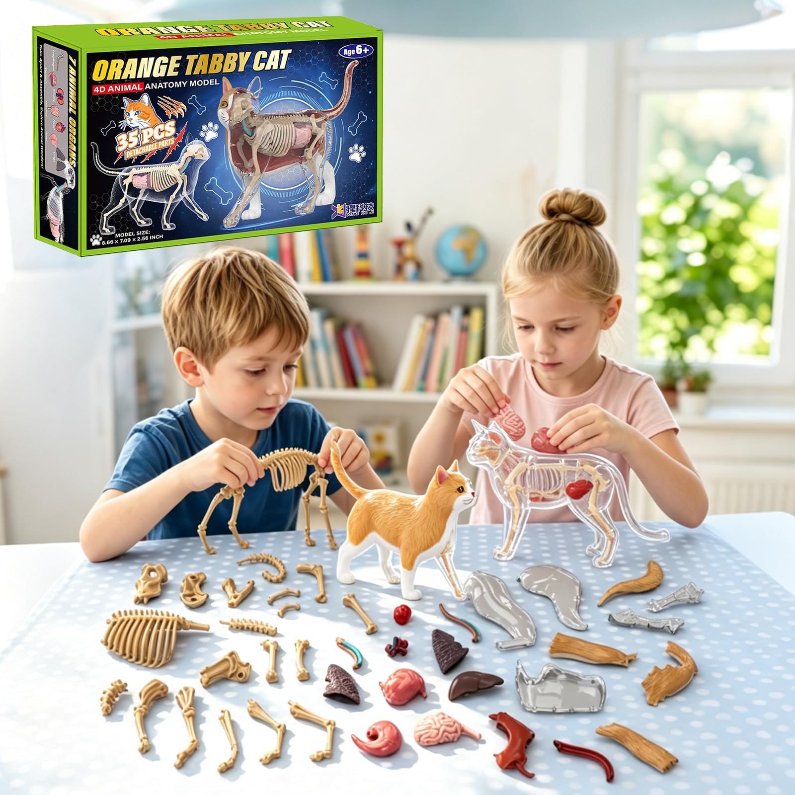 4D Vision Cat Anatomy Model, 35 Detachable Parts, Plastic Educational Model | Explore rea…