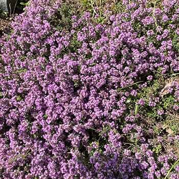 800 Semi Di Timo Strisciante - Piante Aromatiche Tappezzanti Per Balconi E Giardini - Foto 2