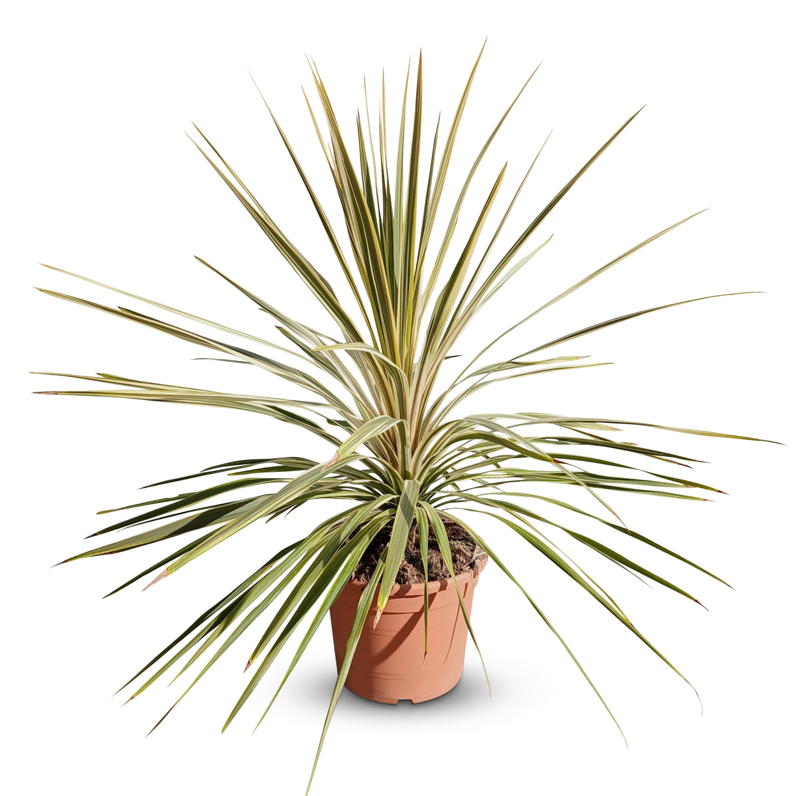 Cordyline australis 'Dazzler' Keulenlilie, 100 cm, 10 L Topf, Winterharte Gartenpflanze für Innen und Außen