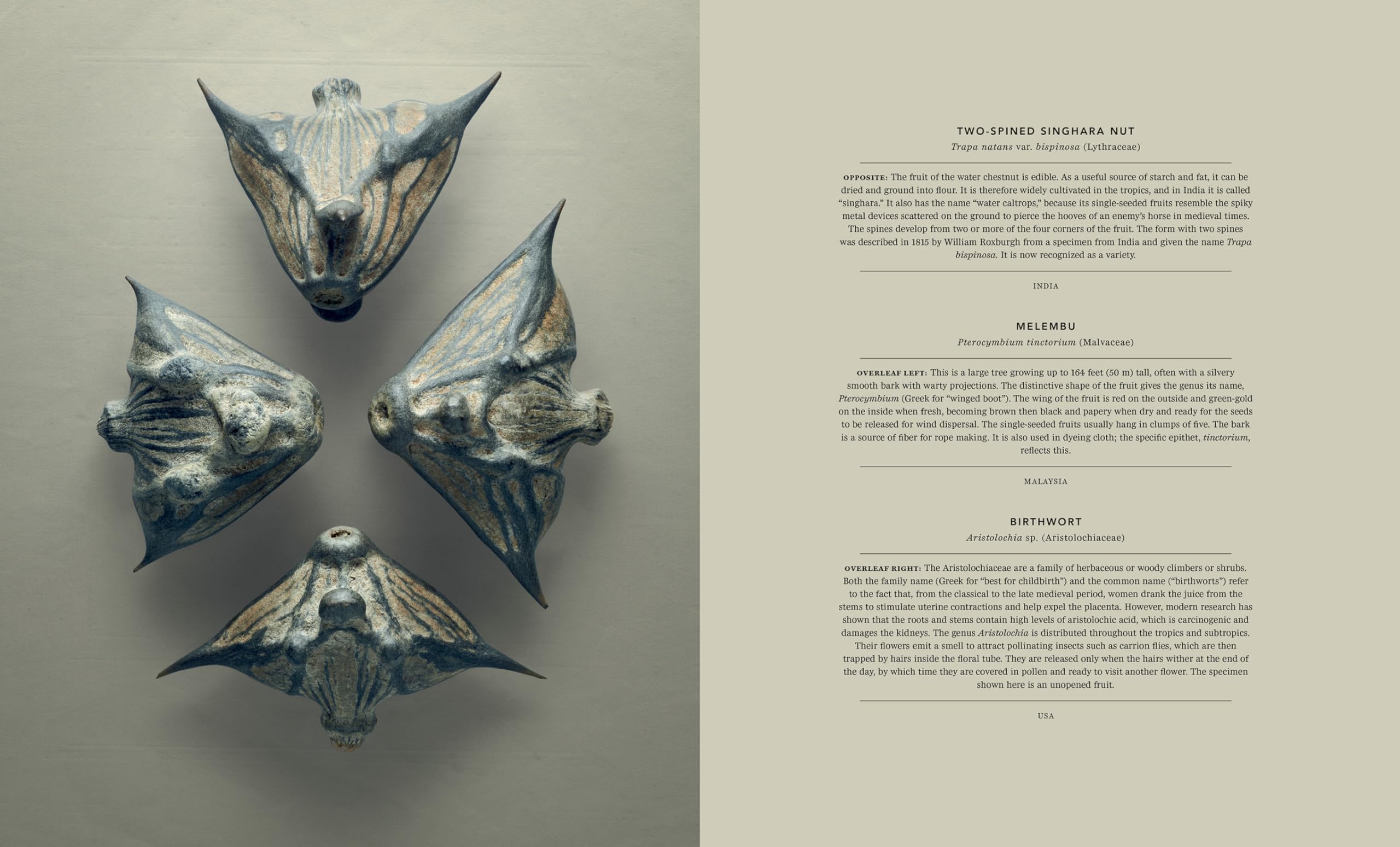 The Hidden Beauty of Seeds & Fruits: The Botanical Photography of Levon Biss