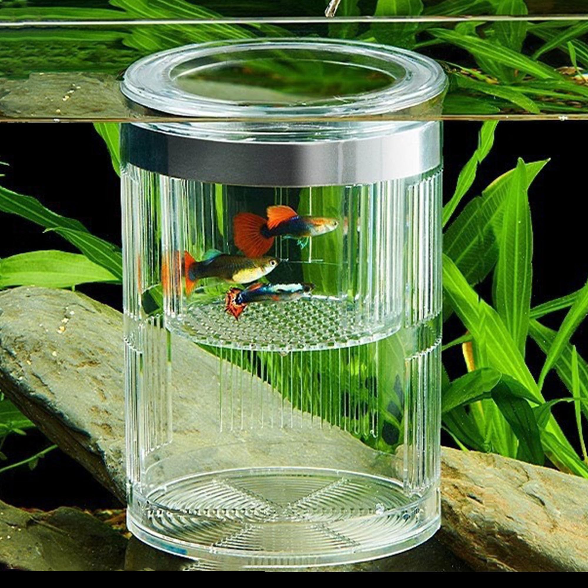 Forme Cylindrique Boîte D'éLevage pour Aquarium, Boîte D'éLevage pour Poissons D'Aquarium, Double Couche, Transparent, Incubateurs avec Ventouses, pour Poissons Agressifs Blessés