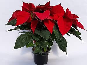 Planta de Navidad, Poinsettia, Flor de Pascua, Flor de Navidad, Planta Natural