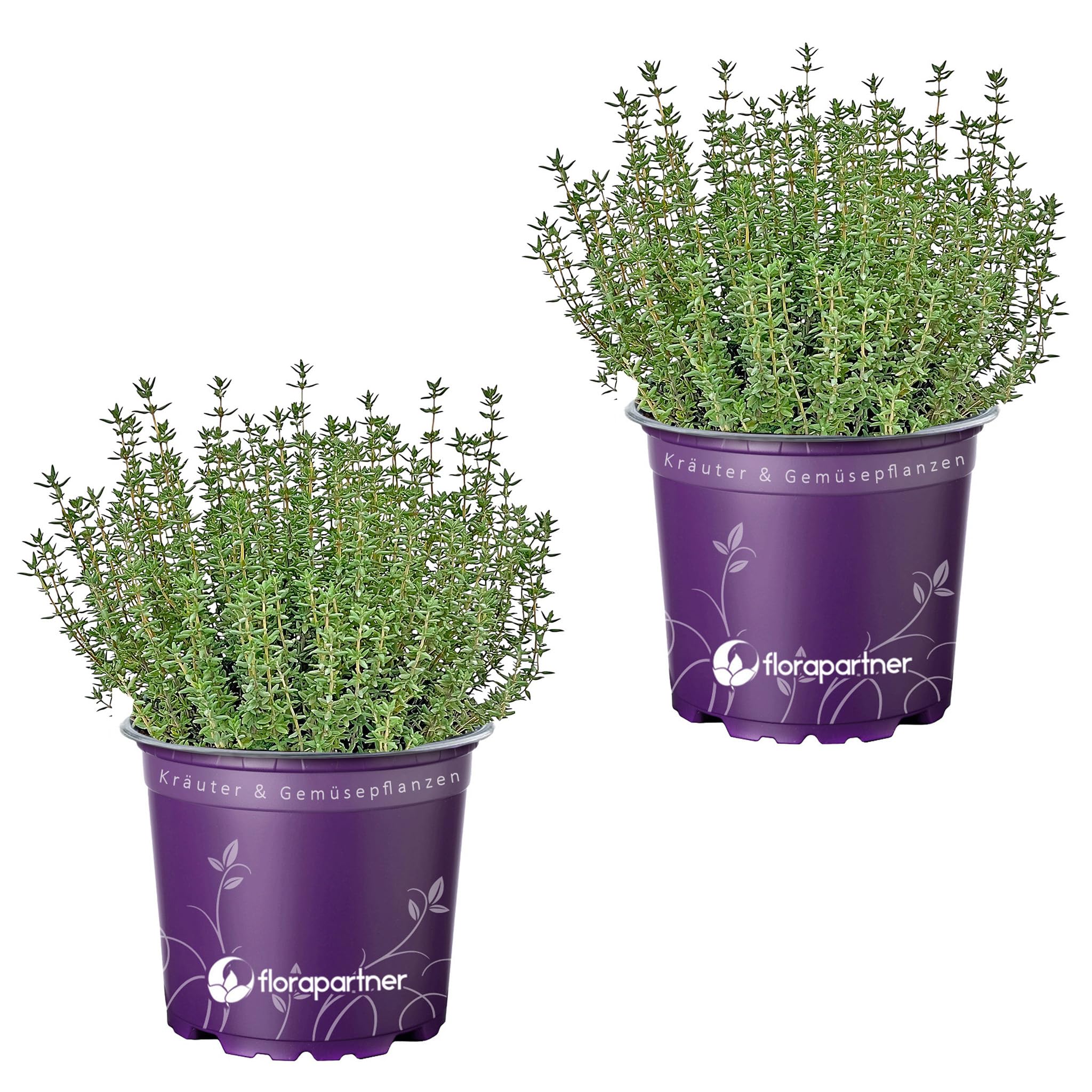 Die Hof Oase 50.000 Samen Echter Thymian  Thymus Vulgaris, Mehrjhrig,  Heilpflanze, Kchenkraut Tomaten Jungpflanzen