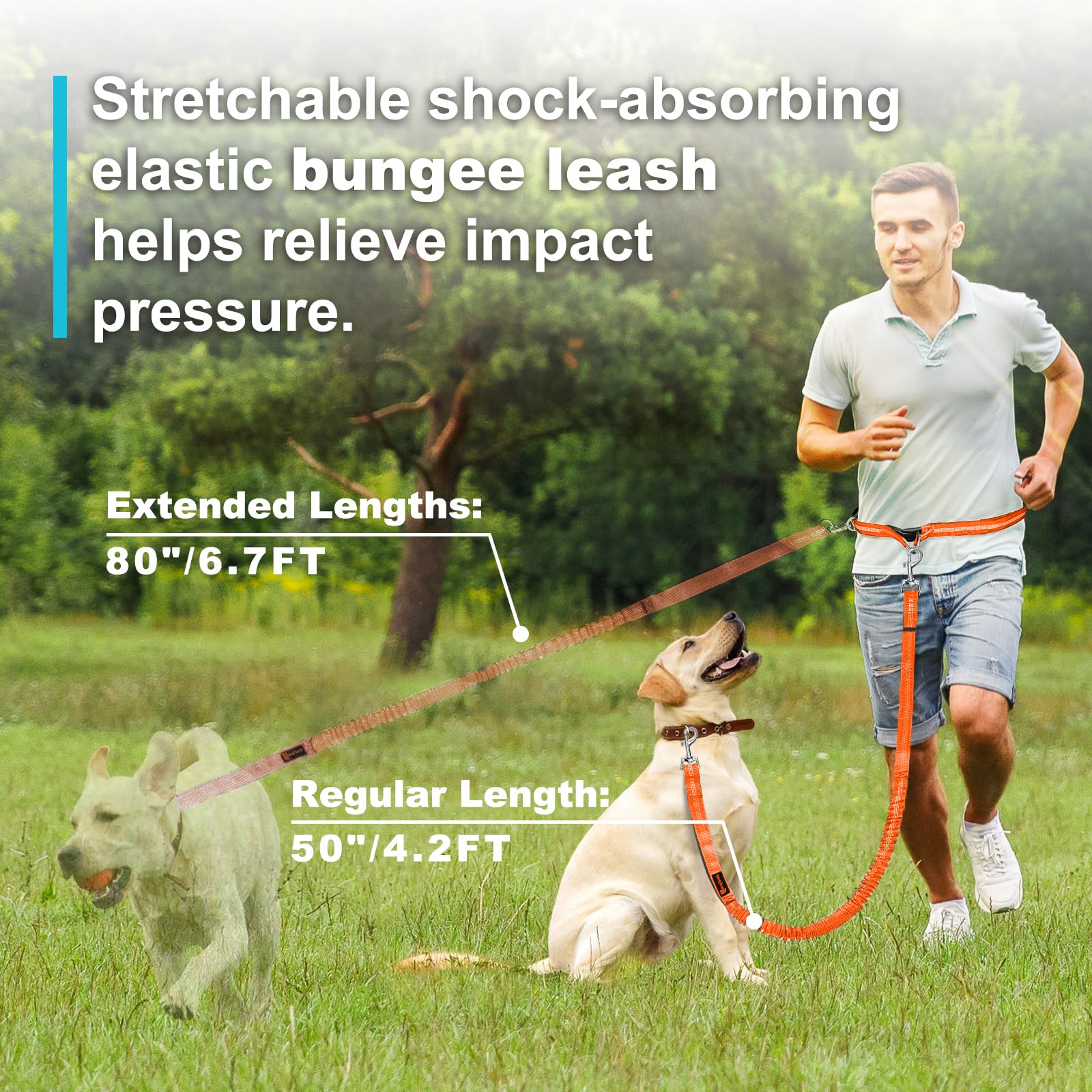 Hands Free Dog Leash, Adjustable Waist Leash for Dog Walking, Dual Bungee 4.2-6.7 Feet Long with Reflective Stitches for Walking Hiking Running, Fits 26"- 43" Inch Waist, Orange - image 4
