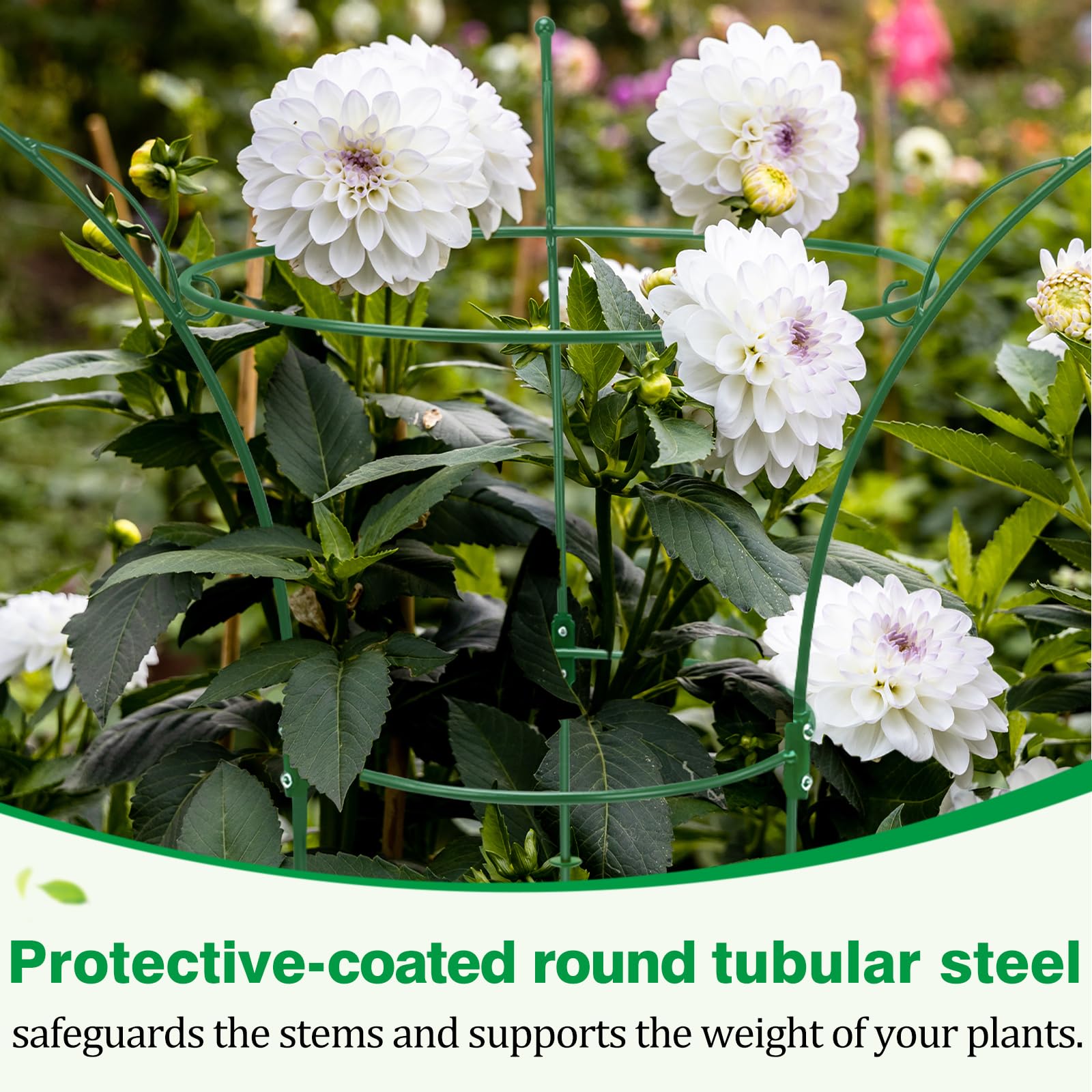 Peony Cages - Support Roses & Flowers -5 Peony Cages - Support Roses & Flowers -5