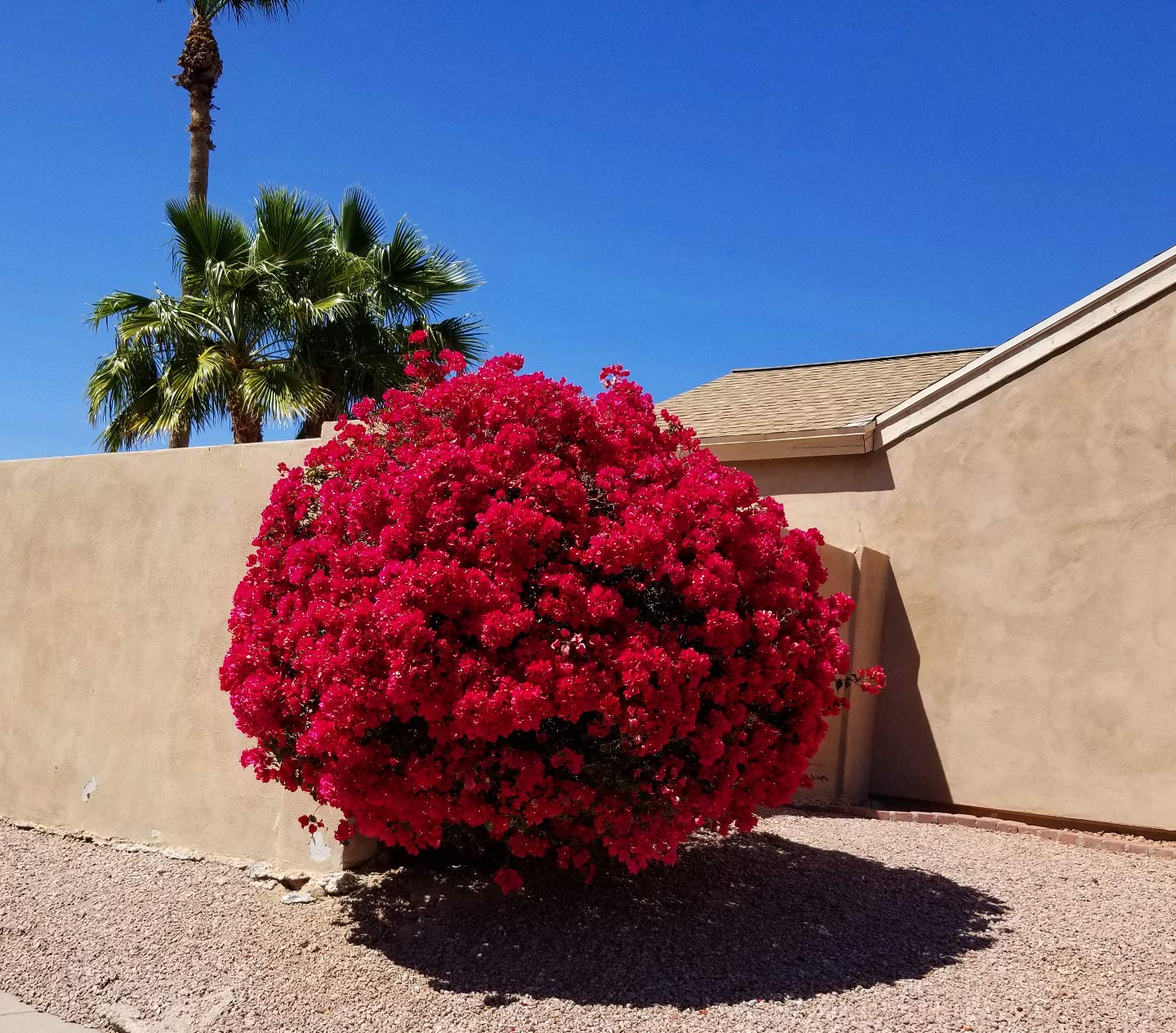 See full amazon price history chart for Aiden Gardens Rare Dwarf Red Bougainvillea Spectabilis Live Plant Bushy Double Flower Bougainvillea 1 Healthy Live Plant Aiden Gardens Rare Dwarf Red Bougainvillea Spectabilis Live Plant Bushy Double Flower Bougainvillea 1 Healthy Live Plant (B083JJYGQ6) Amazon Price History, Amazon Price Tracker