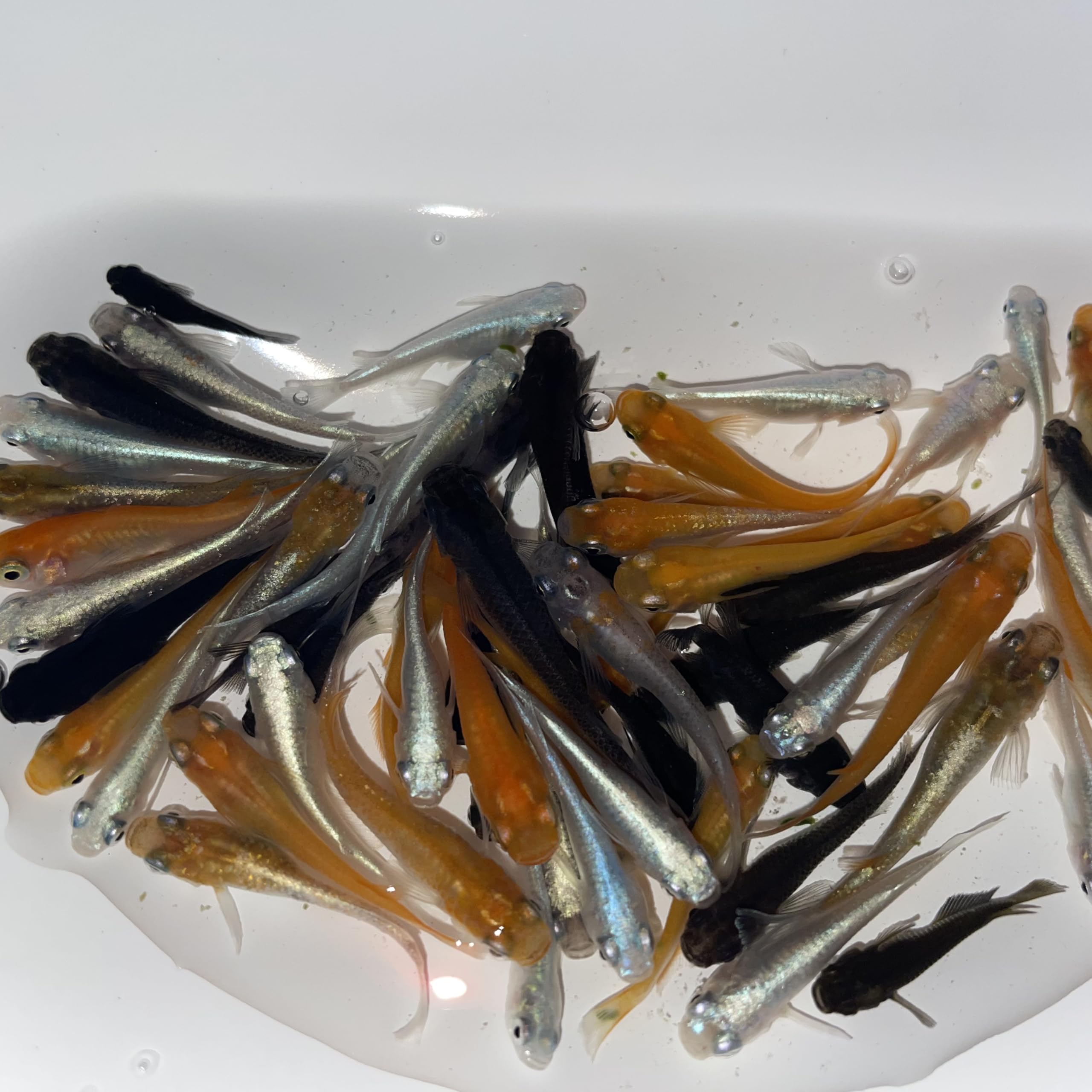 兵庫メダカ】王妃 有精卵20個 +α 王妃メダカ