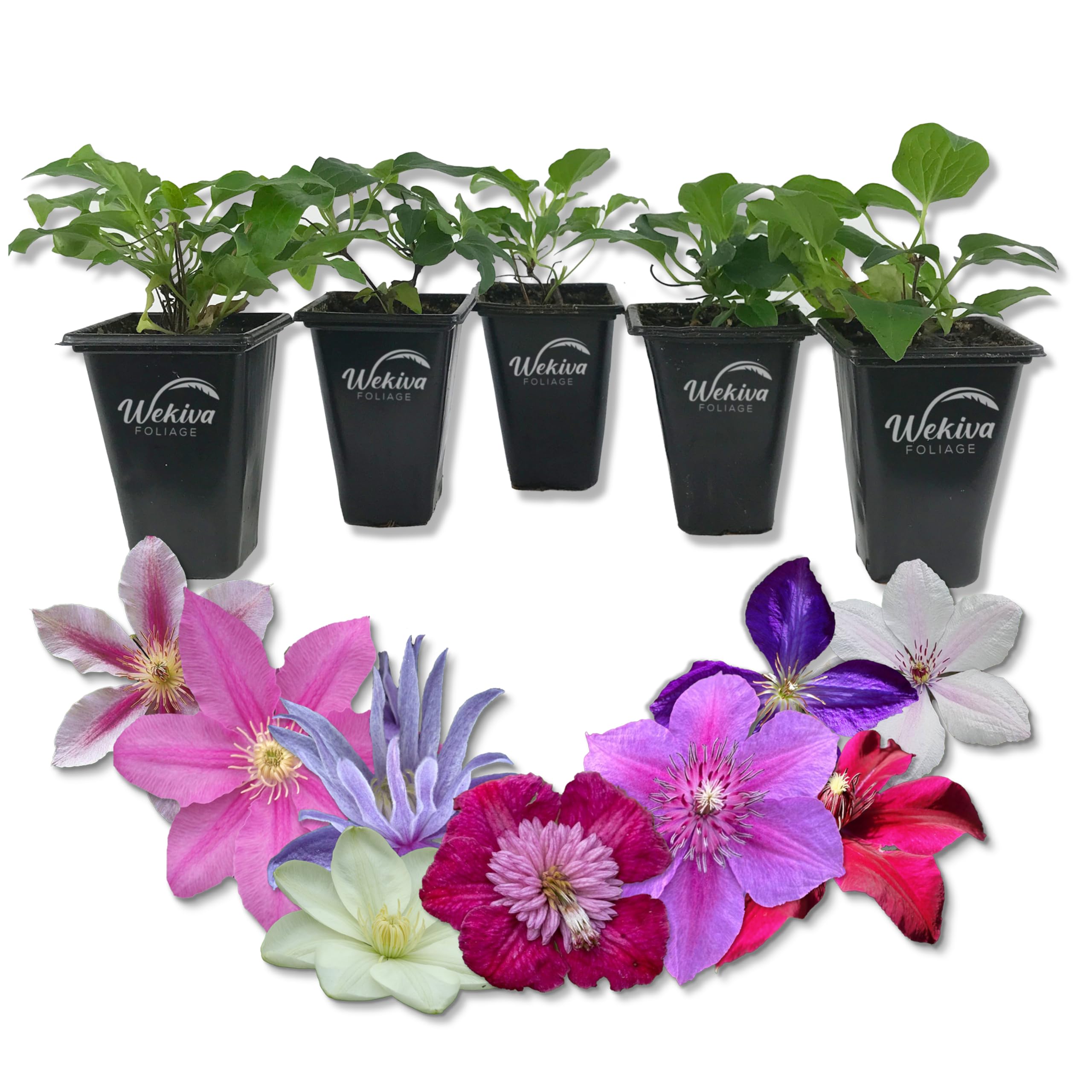 Clematis Variety Pack
