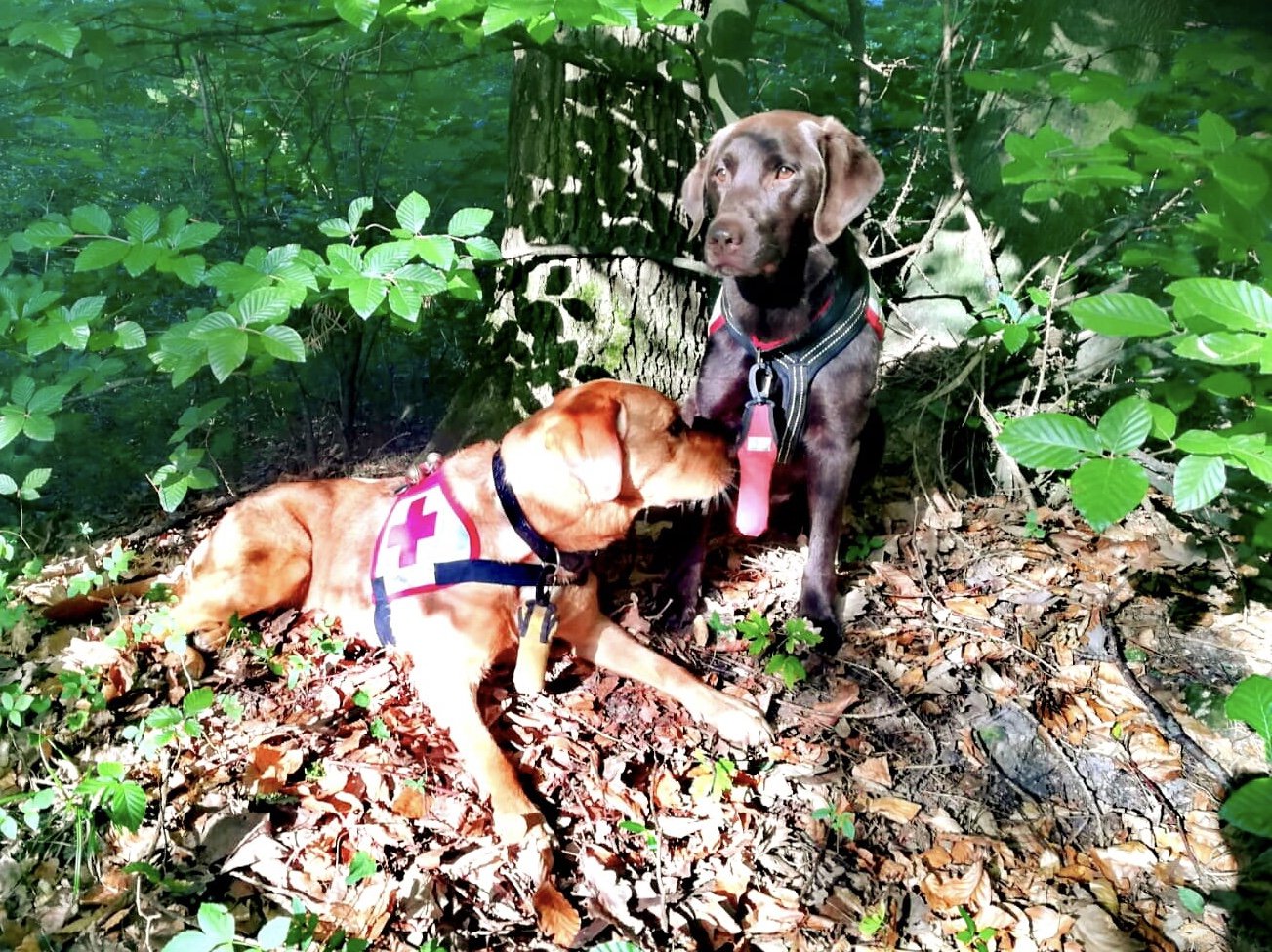 Bringsel per cani di salvataggio – Dummy di riferimento per lavori di visualizzazione – fatto a mano in Germania – fissaggio collare leggero moschettone – aiuto alla formazione per