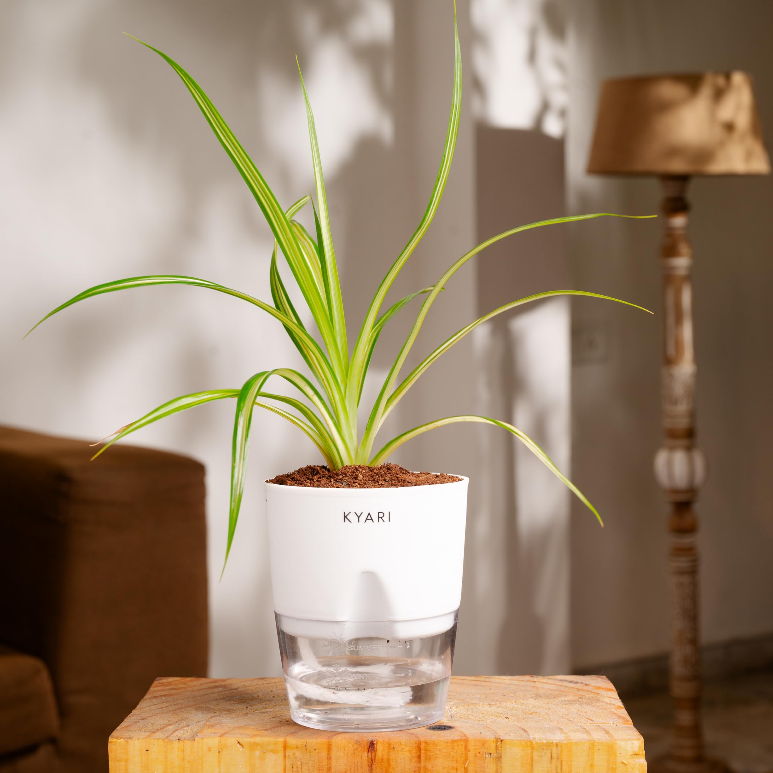 KYARI Pendanas Spider Indoor Plants for Living Room | Live Plants | Plants with Cream Self Watering Pot for Home | Air purifier plants | Plants for Home Decor | Plants for Garden & bedroom (B0D6N9TCQ9) Amazon Price History, Amazon Price Tracker