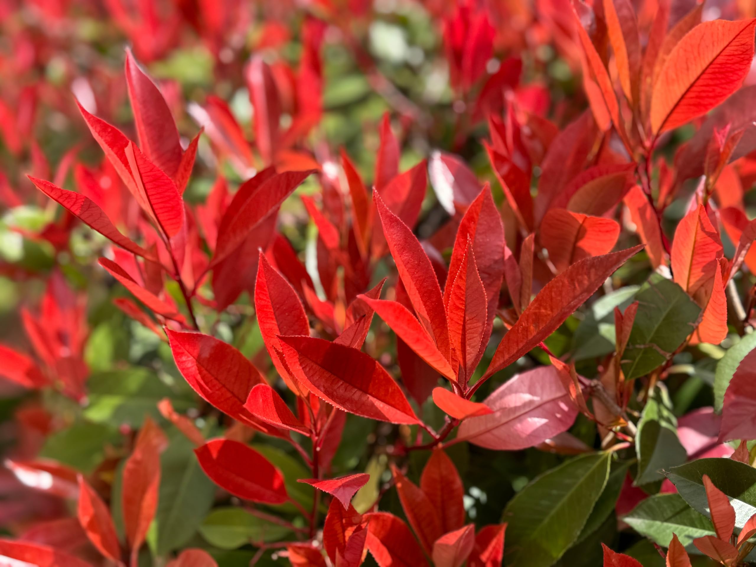 Stauden Gnge 100 x Photinia fraseri 'Little Red Robin'  (Gehlz/Heckenpflanze/Winterhart/Mehrjhrig/Immergrn) Kleine Rote  Glanzmispel - Kompakte Eleganz in strahlendem Rot - Blickfang : Amazon.de:  Garten